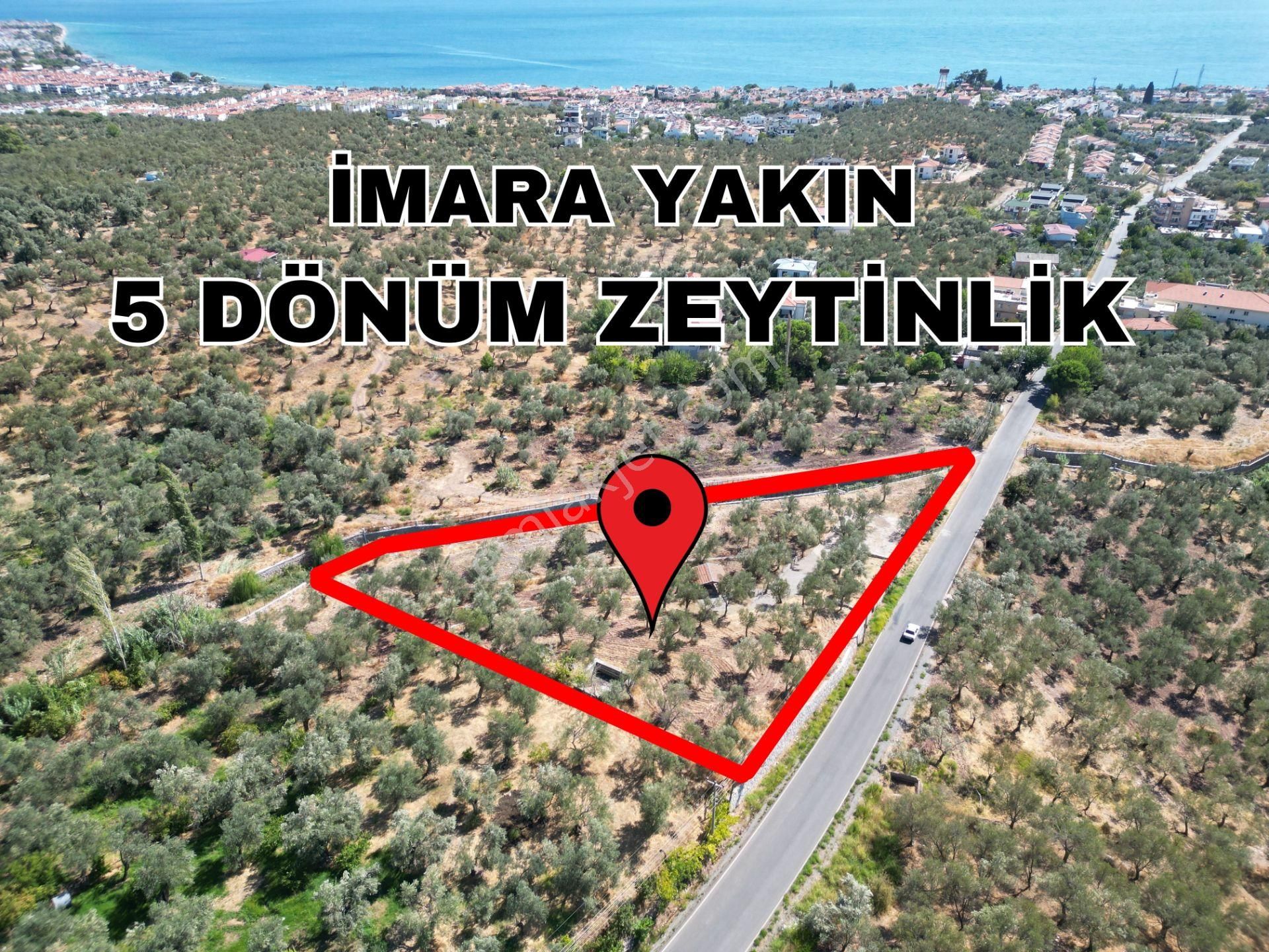 Edremit Altınoluk Satılık Zeytinlik  ALTINOLUK İLKBAHAR'DAN İMARA SINIR 4910M2 DENİZ MANZARALI ASFALTA CEPHE ZEYTİNLİK