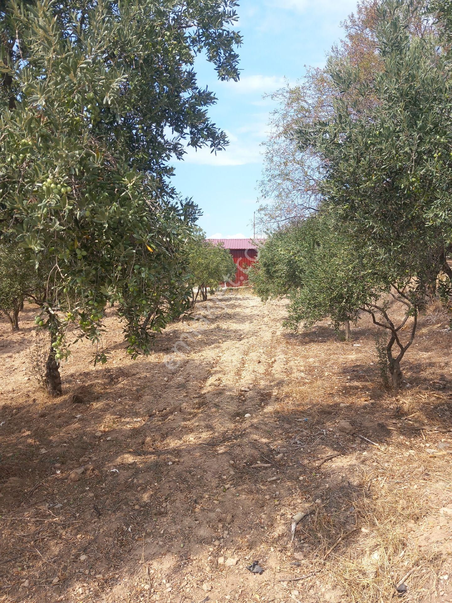 Akhisar Sarıçalı Satılık Zeytinlik IMARLI ARSA 