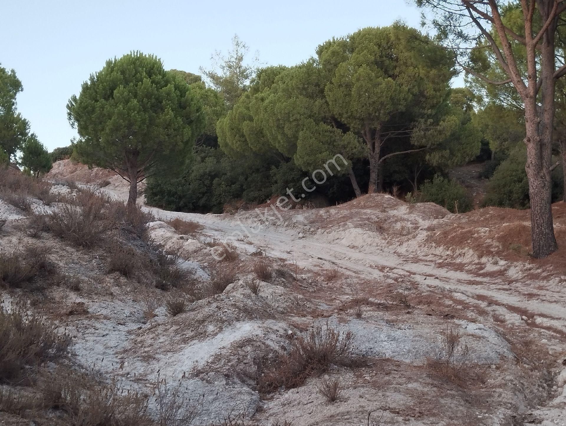 Söke Karakaya Satılık Zeytinlik aydın söke karakaya mah. satılık çamlık zeytinlik maden arazisi(arazi içi heryere yolu vardır) 