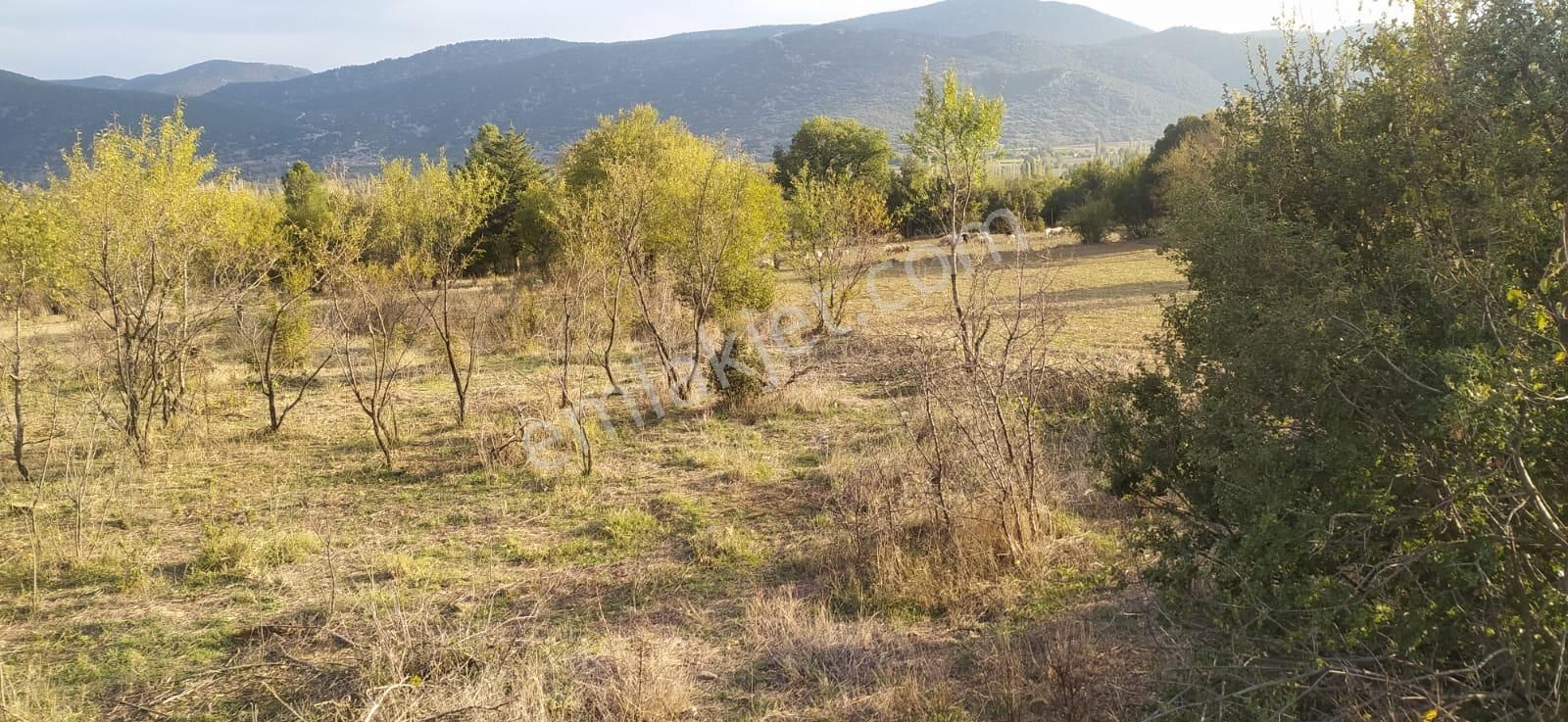 Asya Evim Gayrimenkulden Yazır Köyünde Satılık Hobi Bahçesi - Görsel 6