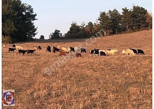 Geyve Taşoluk Satılık Tarla SAKARYA GEYVE DE 30 DÖNÜM ARAZİ