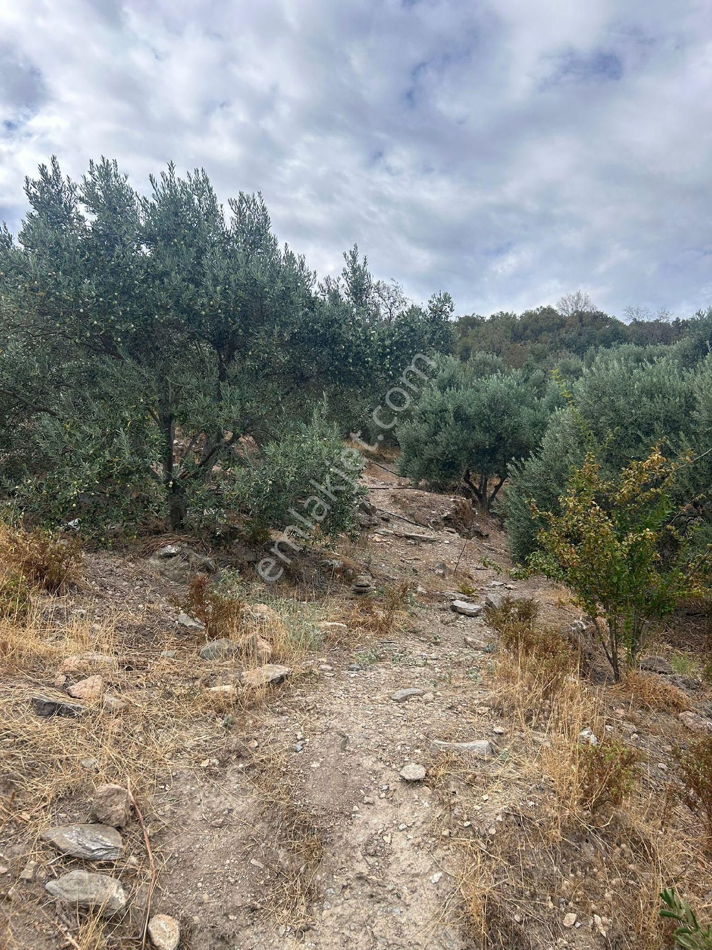 Latmos Gayrimenkulden Söke Güllübahçe 'de Satılık Zeytinlik - Görsel 30