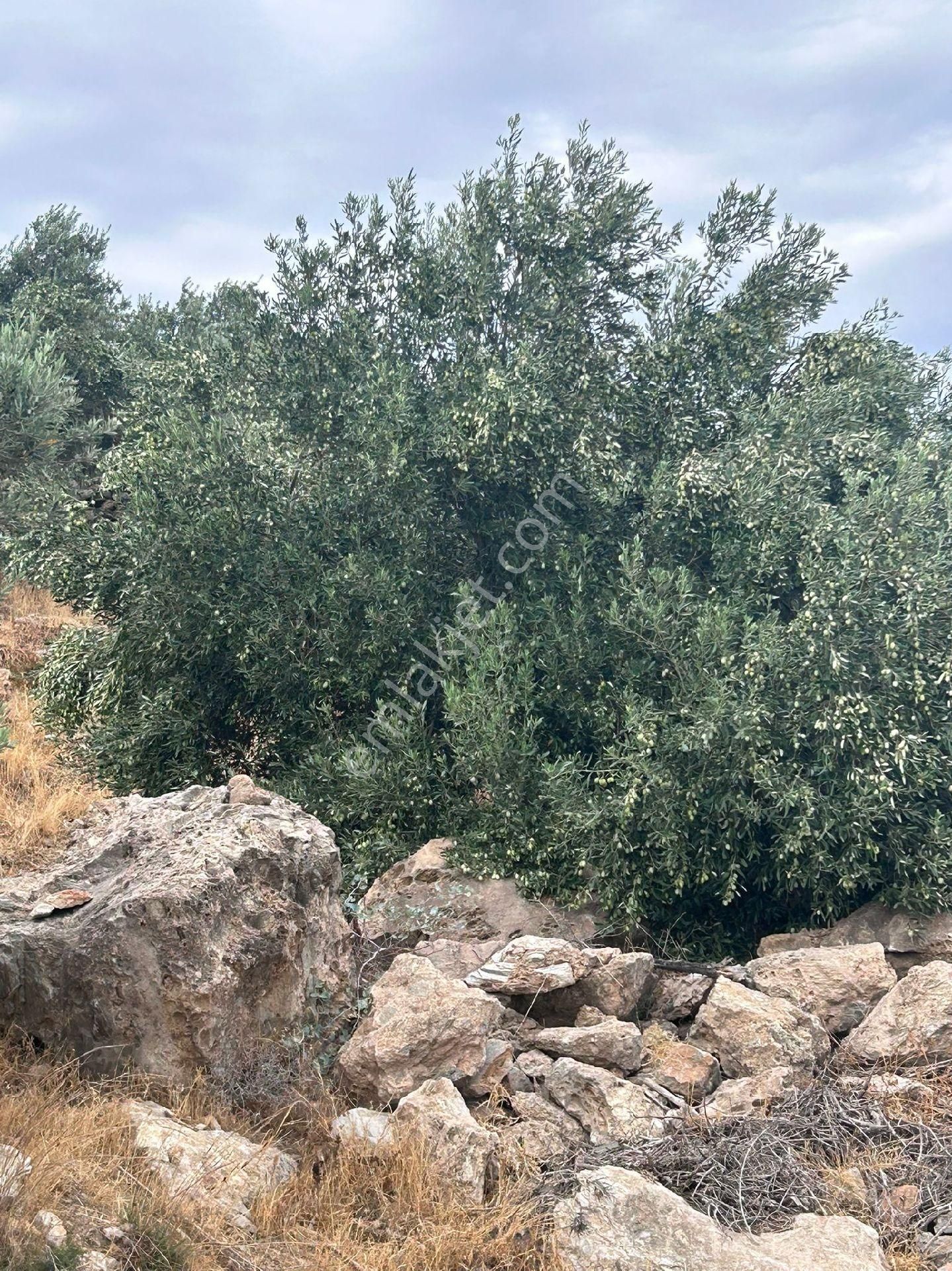 Latmos Gayrimenkulden Söke Güllübahçe 'de Satılık Zeytinlik - Görsel 29