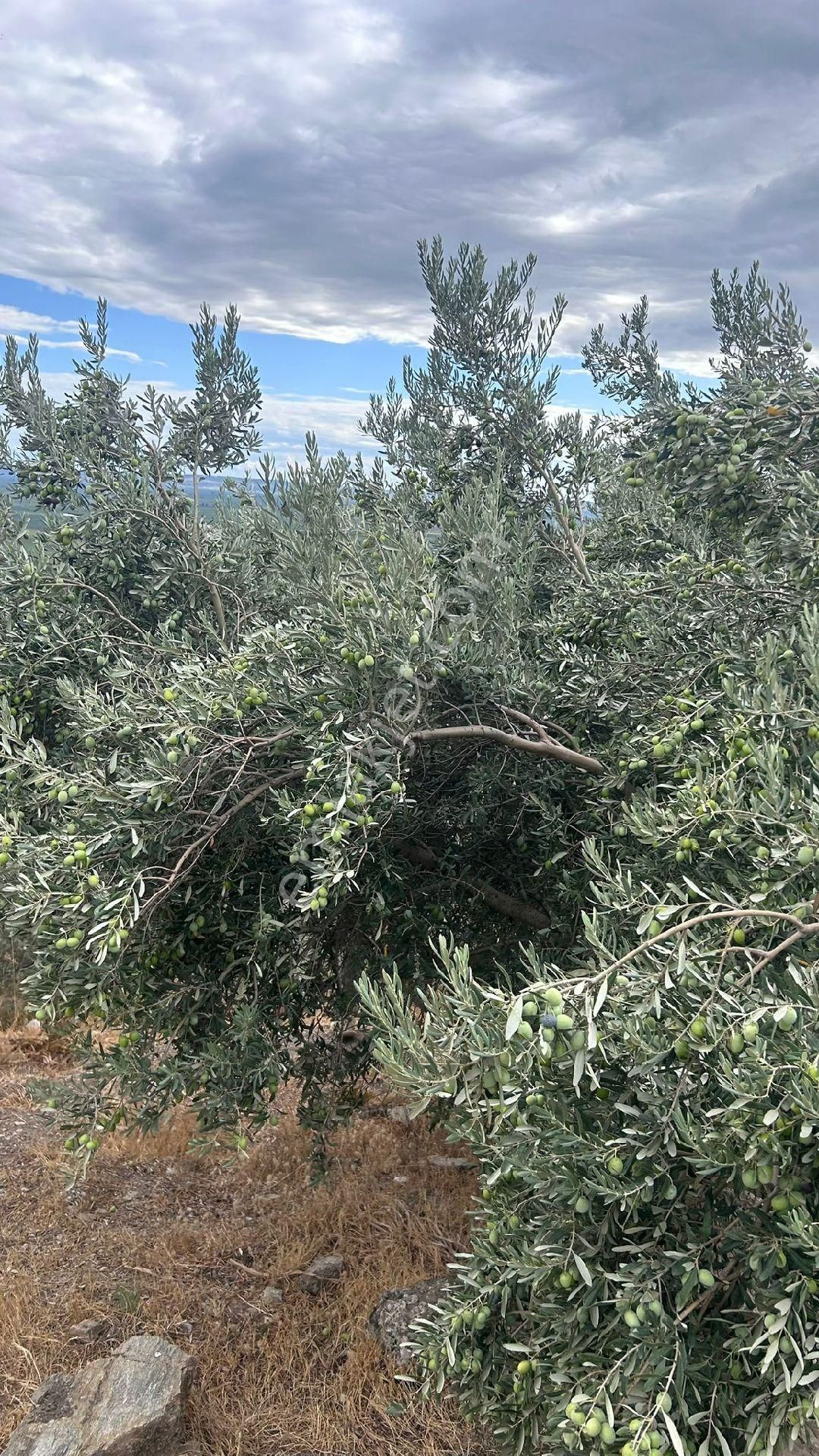 Latmos Gayrimenkulden Söke Güllübahçe 'de Satılık Zeytinlik - Görsel 20
