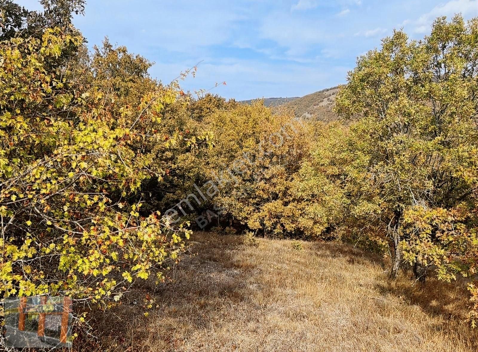 Söğüt Oluklu Köyü Satılık Tarla Başkan Emlaktan Satılık Söğüt Oluklu Köyünde 1.692 M2 Tarla