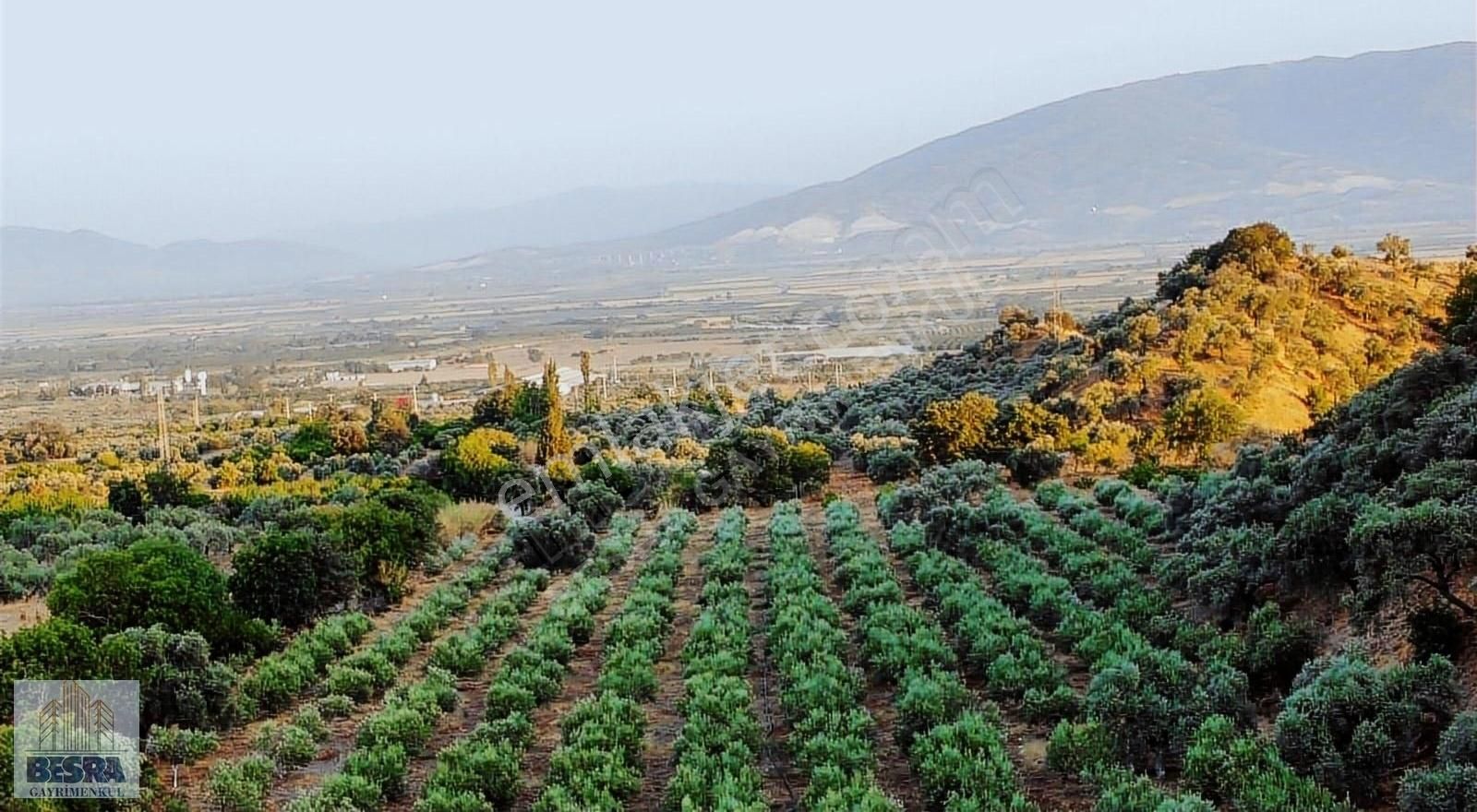 Sultanhisar Atça Satılık Zeytinlik Aydın Atça Ve İsabeyli Mahallesin'de Satılık Süper Zeytinlik