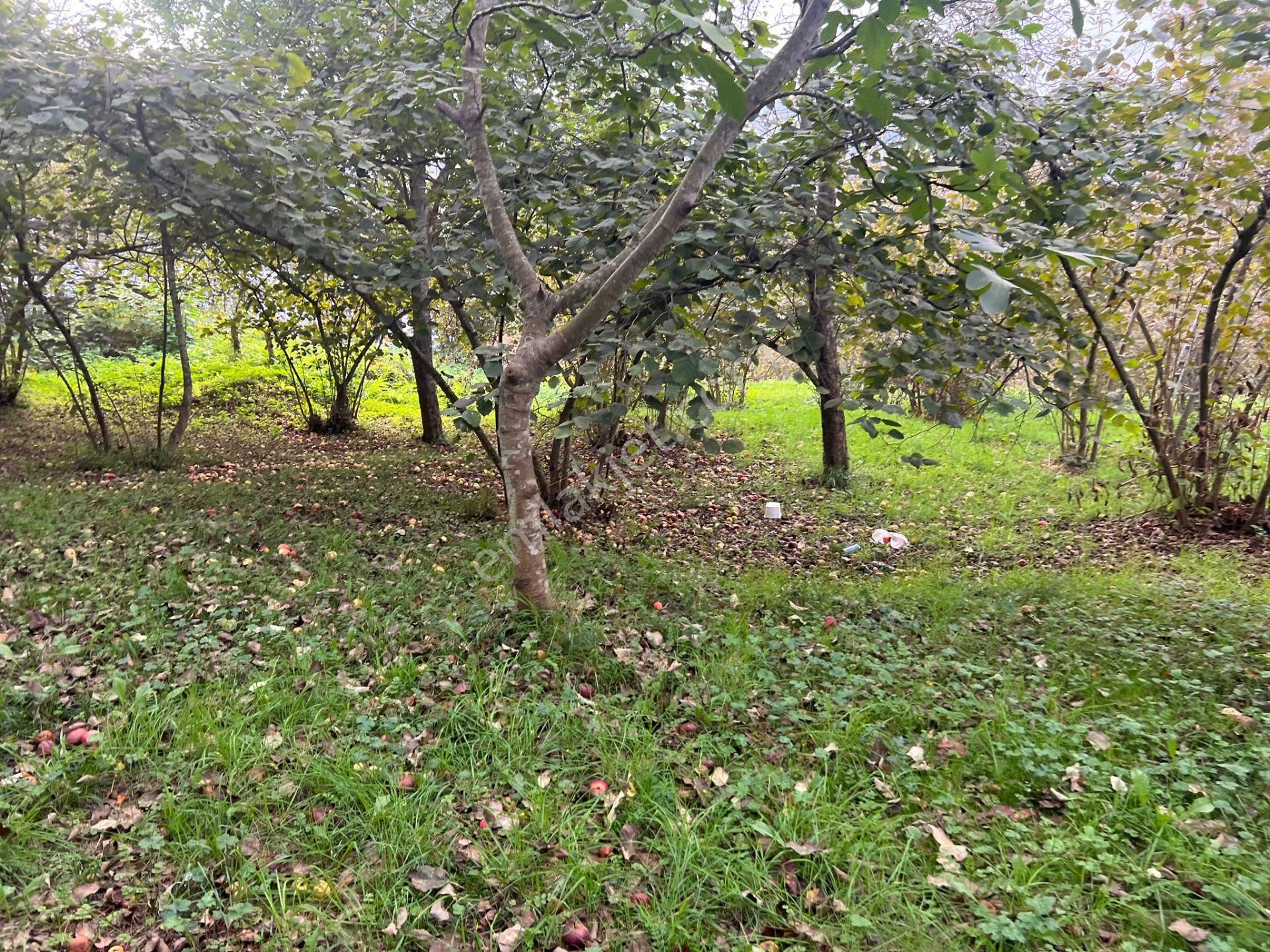 Trabzon Kavalada Satılık Arazi - Görsel 10