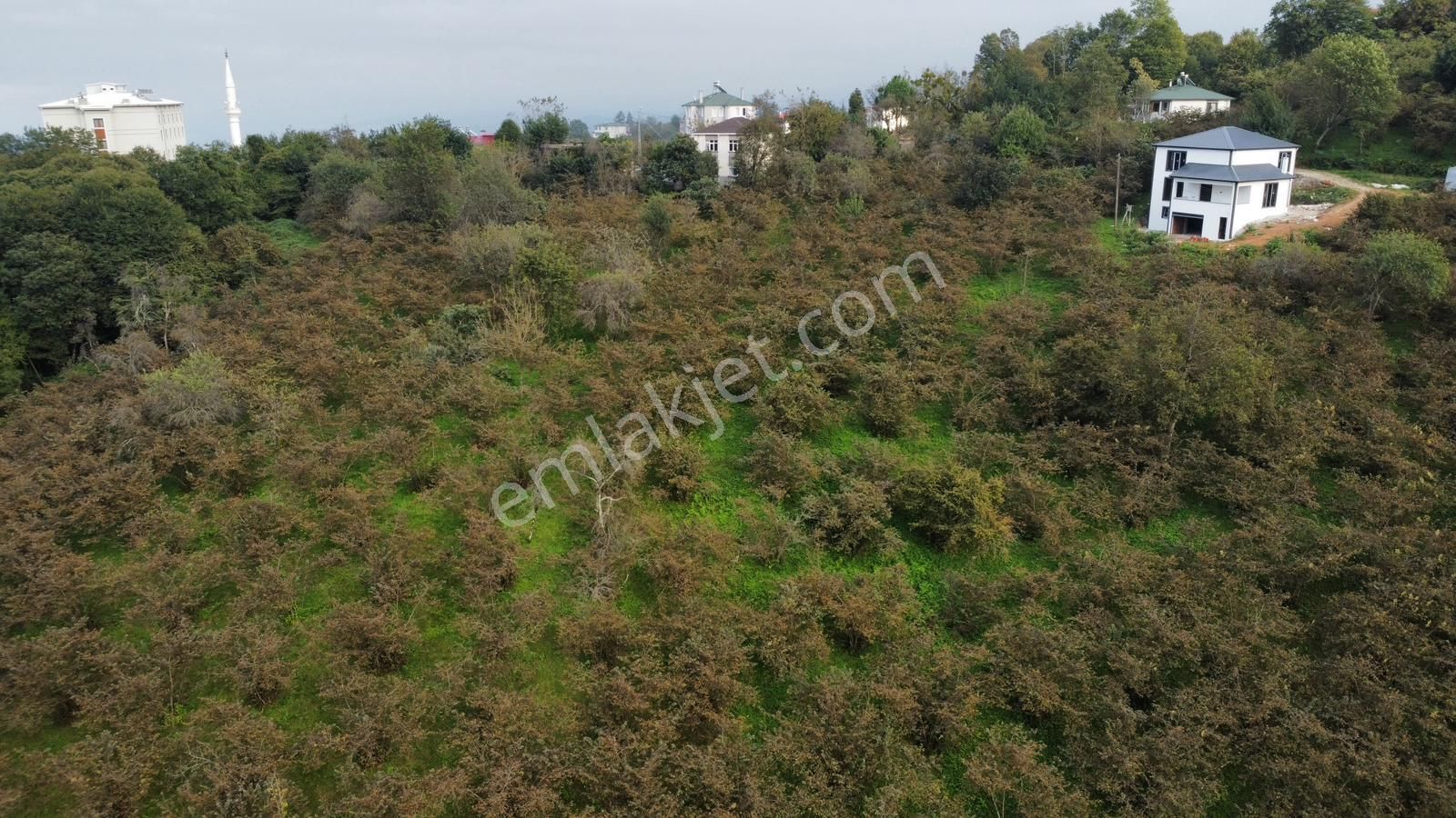 Trabzon Kavalada Satılık Arazi - Görsel 18