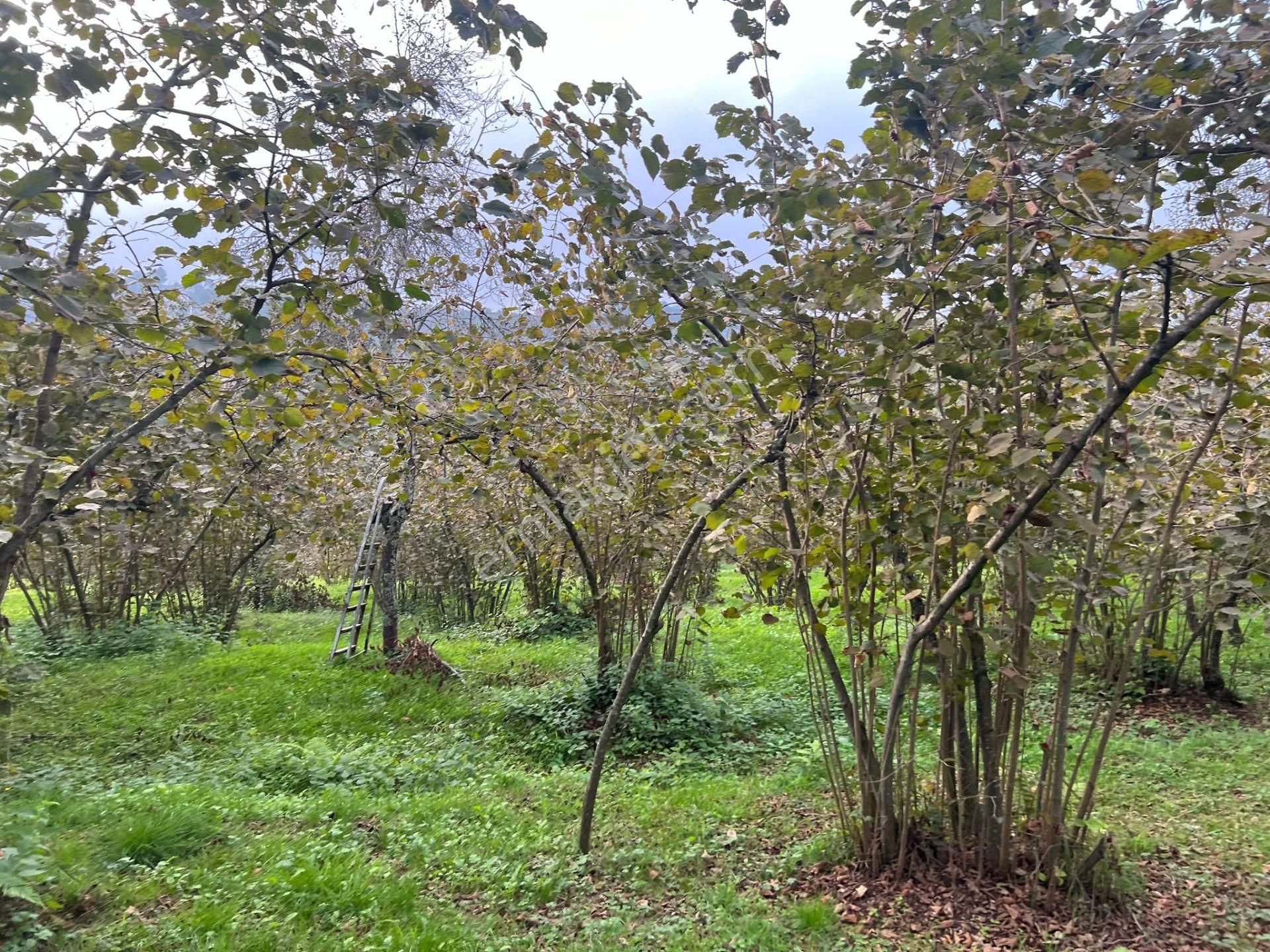 Trabzon Kavalada Satılık Arazi - Görsel 5