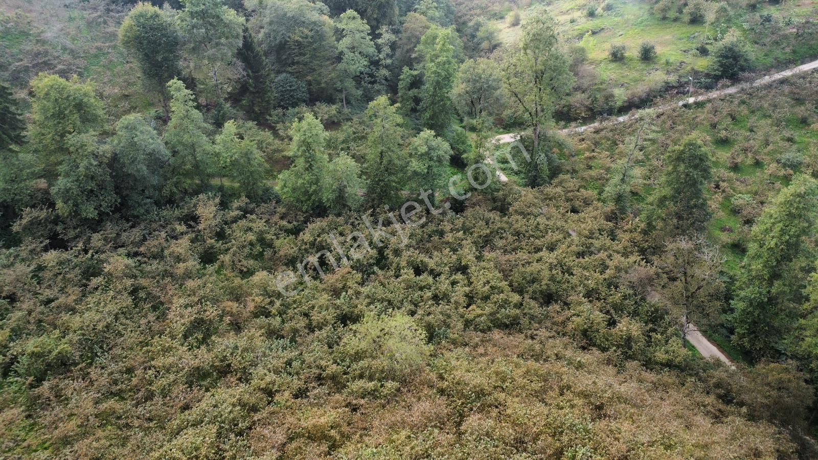 Trabzon Kavalada Satılık Arazi - Görsel 19