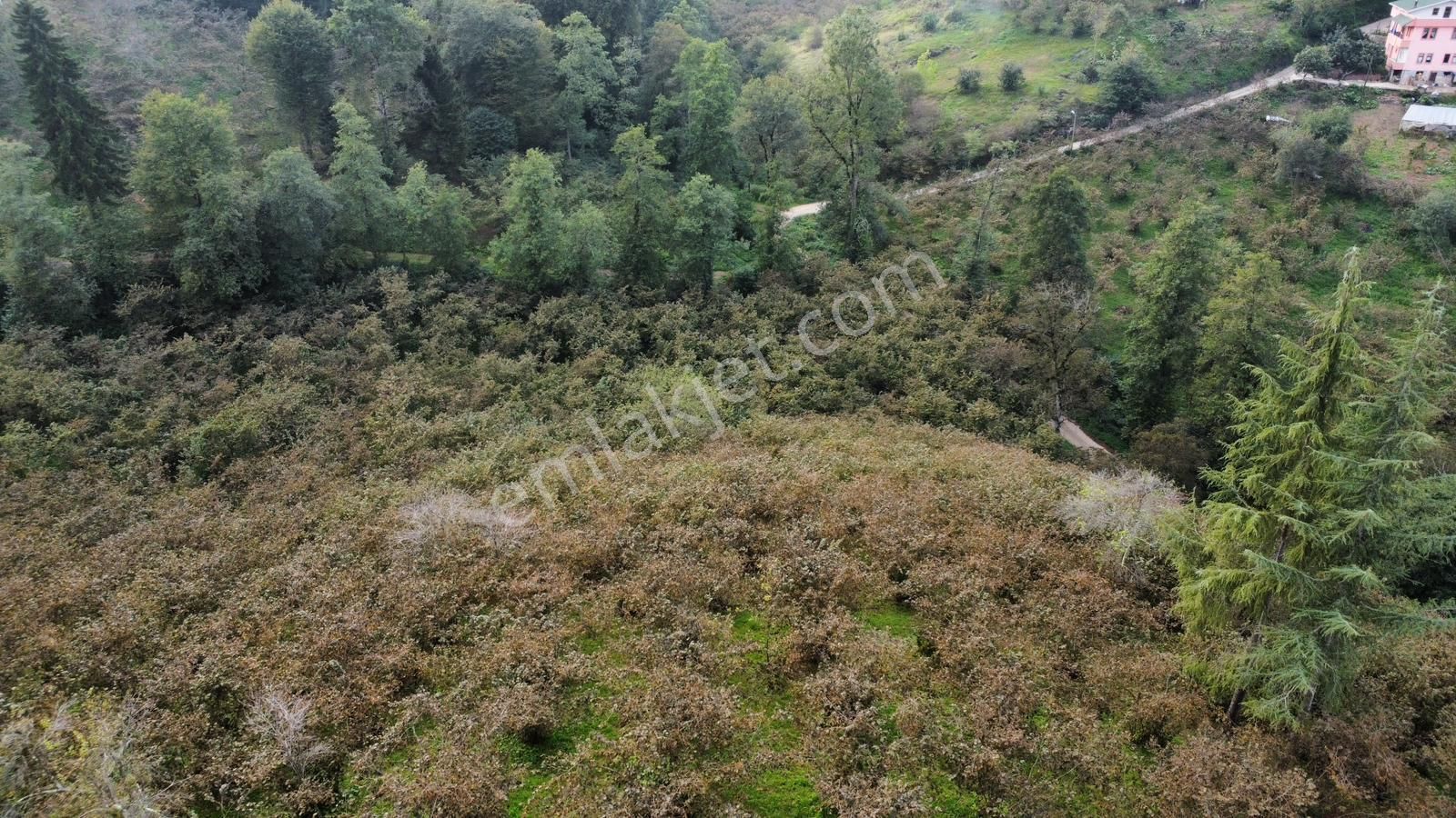 Trabzon Kavalada Satılık Arazi - Görsel 22