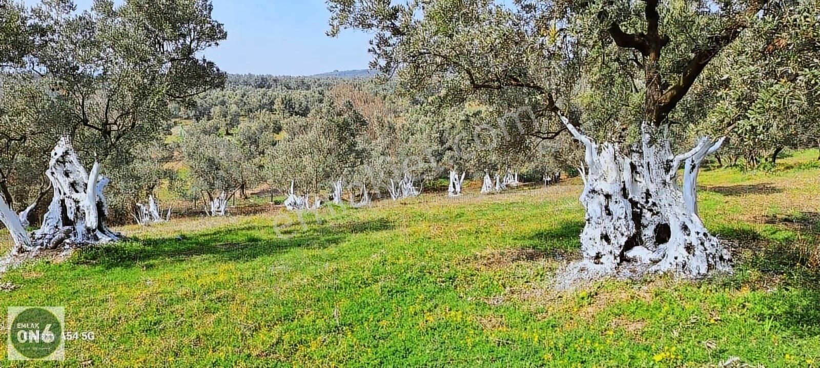 Orhangazi Yeniköy Satılık Zeytinlik orhangazi çamurlu bayır mevkii satılık takasa açık zeytinlik