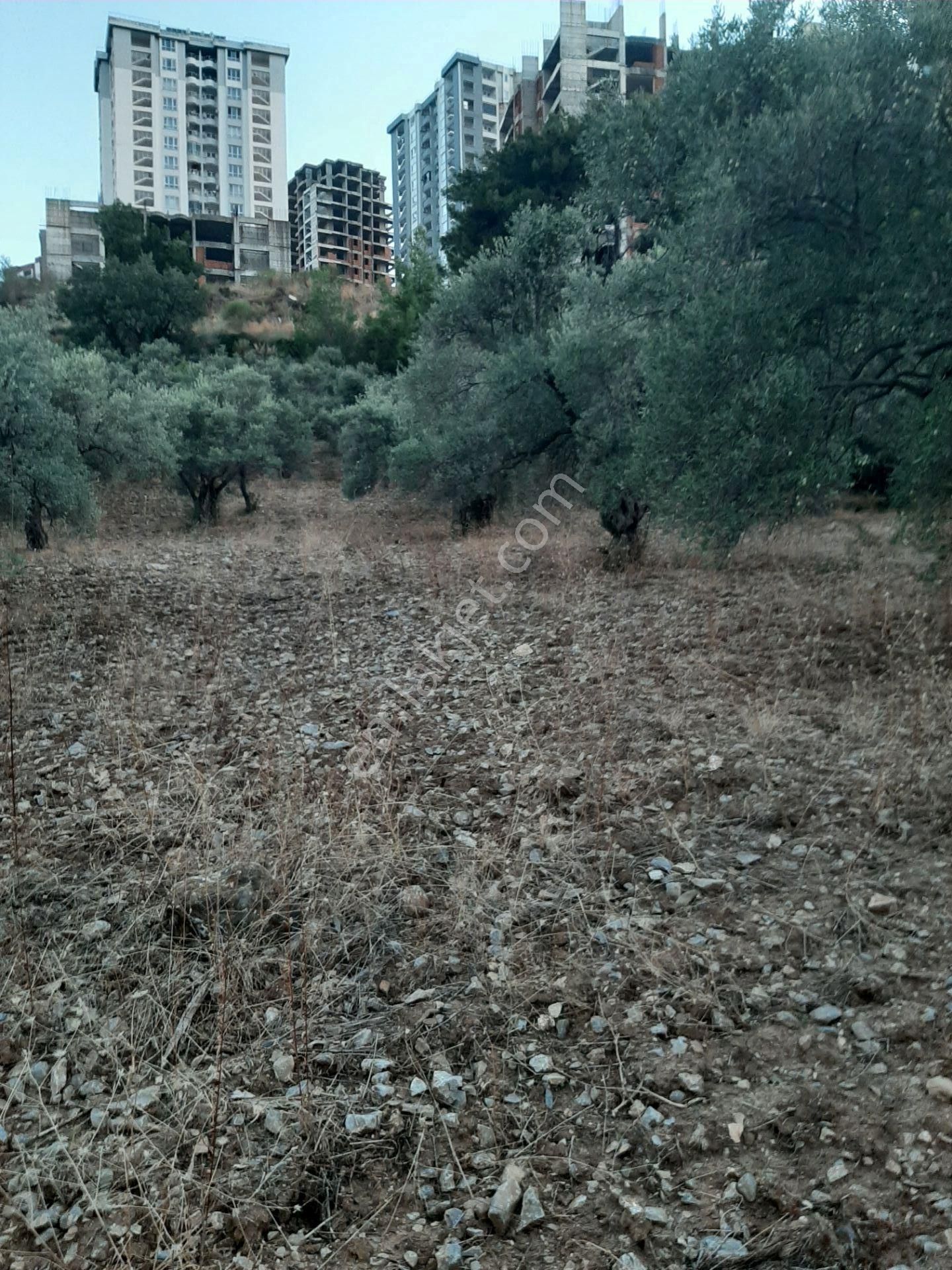 Kuşadası Türkmen Satılık Zeytinlik Kuşadası Türkmende Satılık 12 Dönüm Zeytinlik