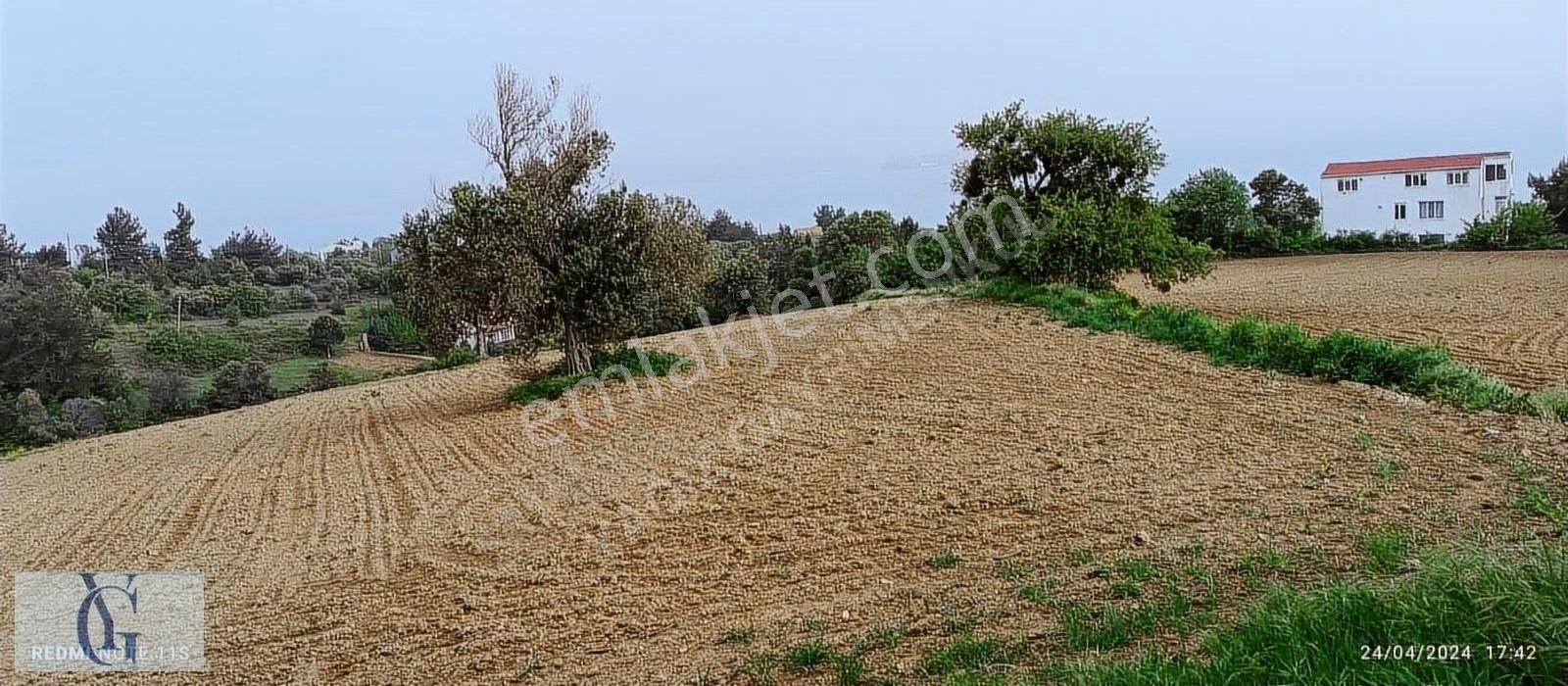 Gelibolu Burhanlı Köyü (Damlar) Satılık Zeytinlik YAĞIZ GAYRİMENKUL DEN SATILIK ZEYTİNLİK