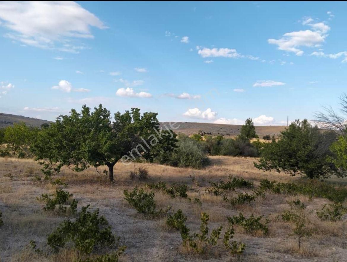 Aksaray Merkez Doğantarla Köyü (Yeni) Satılık Bağ & Bahçe  SATILIK MÜHTEŞEM KONUMDA BAHÇE VE BAĞI 