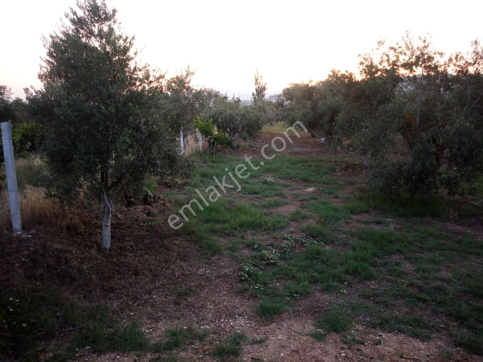 Egelimden Dualar Pirlibey Arası Kiralık 21 Dönüm Çiftlik - Görsel 14