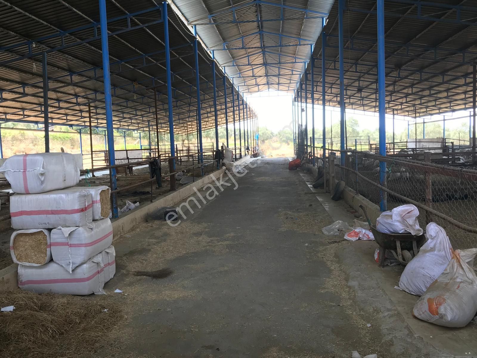 Egelimden Dualar Pirlibey Arası Kiralık 21 Dönüm Çiftlik - Görsel 8