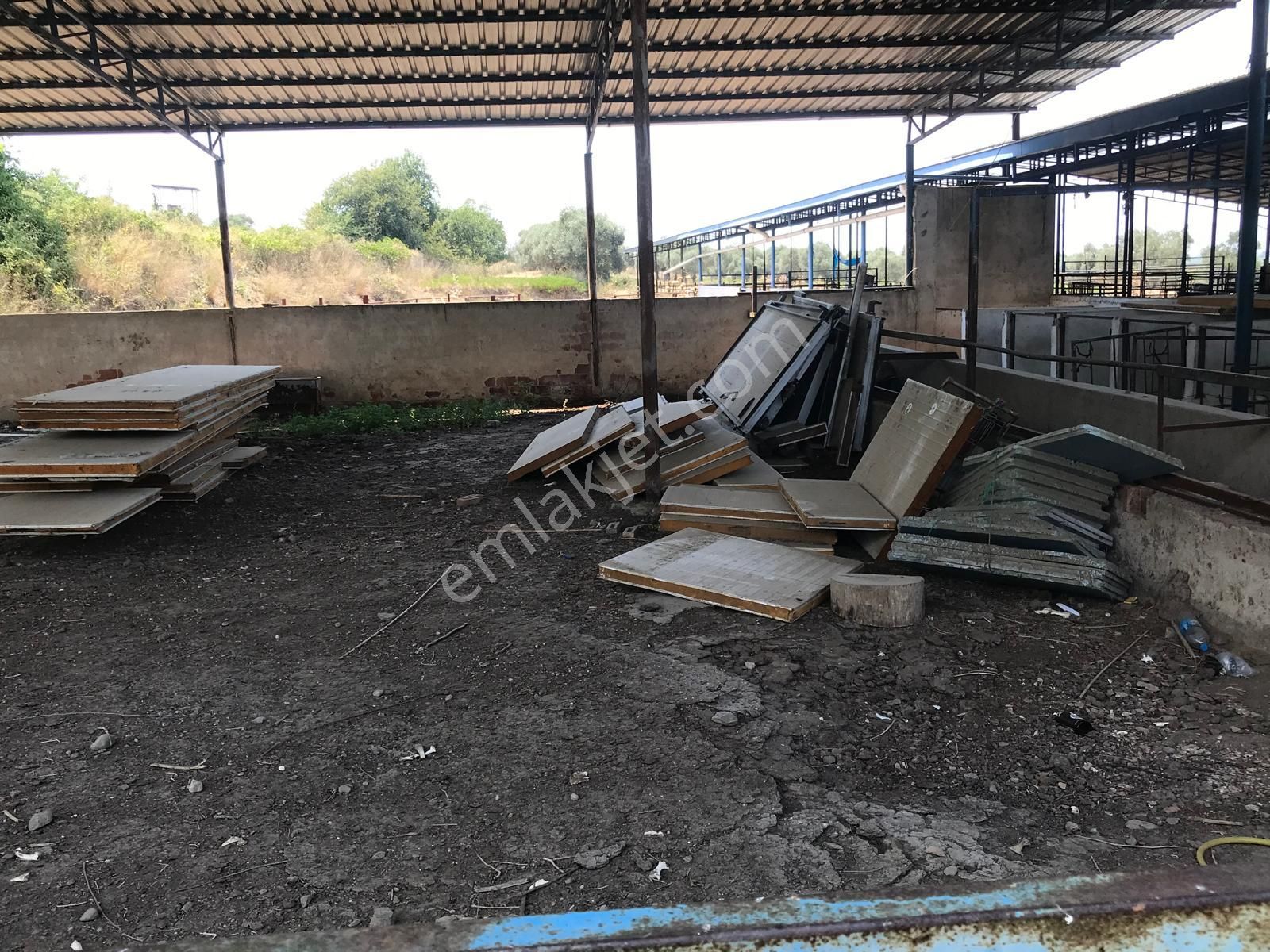 Egelimden Dualar Pirlibey Arası Kiralık 21 Dönüm Çiftlik - Görsel 4