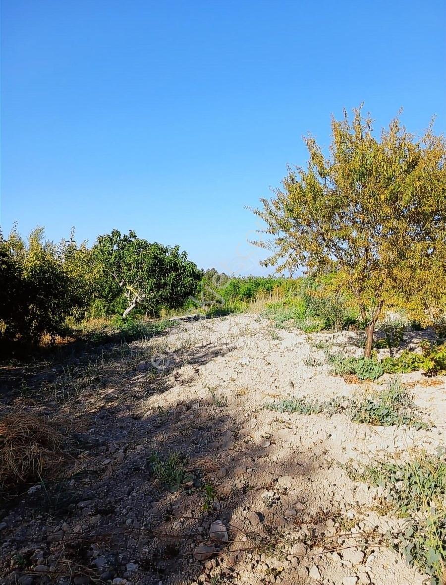 Araç Takaslı Güney Çamrakta 17 Dönüm Ceviz Bahçesi - Görsel 18