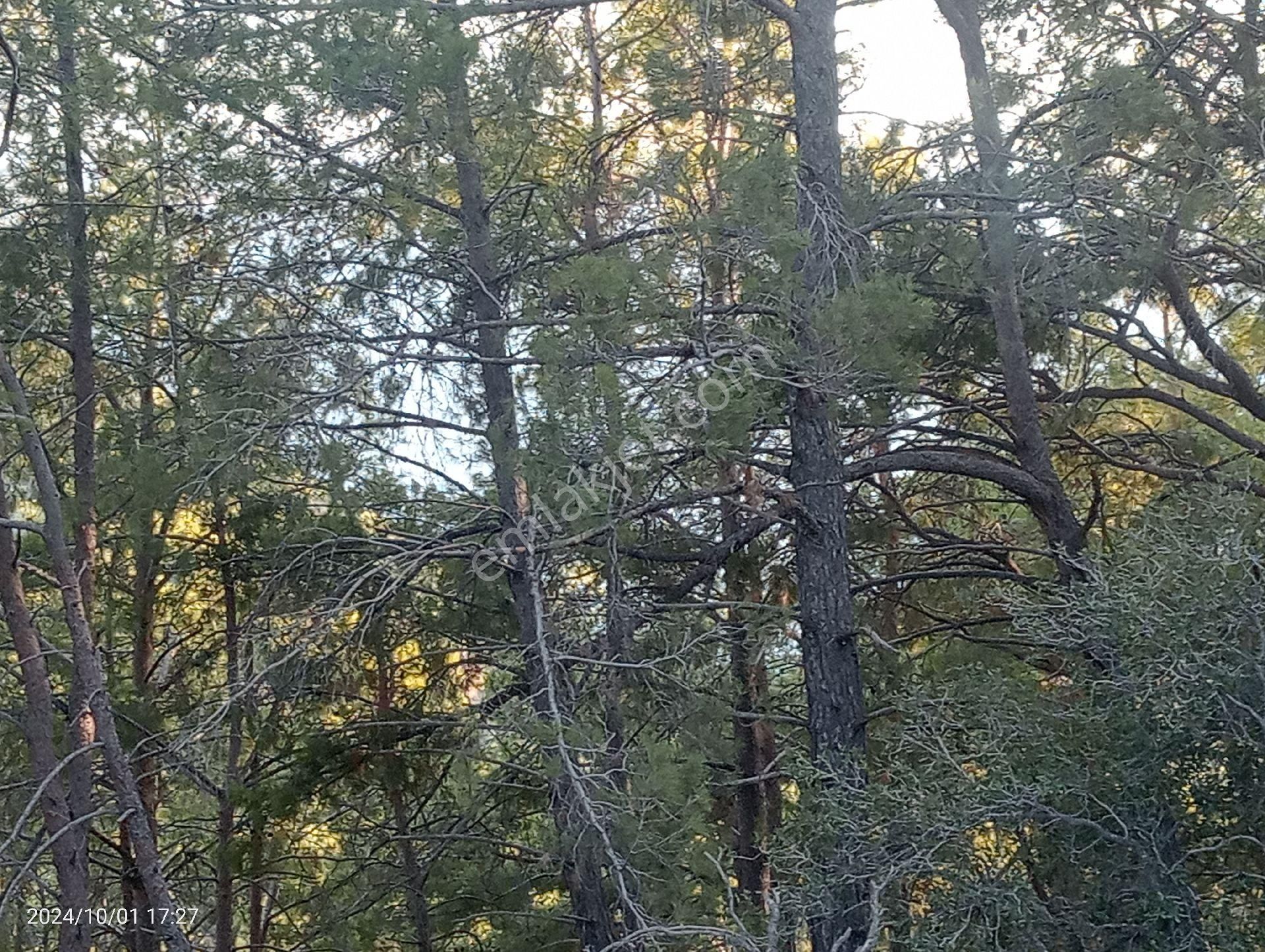 Antalya Kumluca Mavikent'te Satılık Tarla İnceoğlu Emlak - Görsel 20