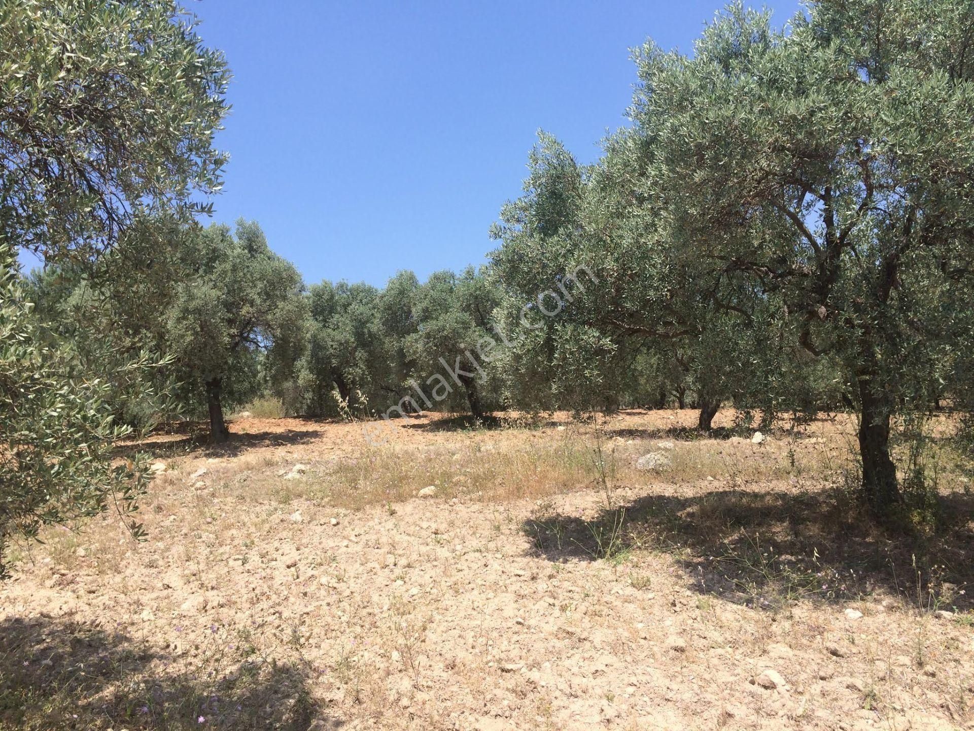 Menderes Bulgurca Satılık Tarla  BULUR'DAN GELECEĞE YATIRIMIN DOĞRU ADRESİ MENDERESTE SATILIK ARSA