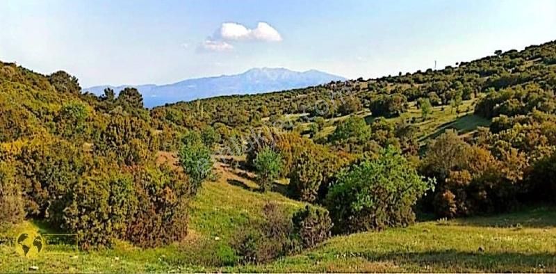 Ayvacık Koyunevi Köyü Satılık Tarla Dünya Gayrimenkulden Ayvacık Koyunevi Yatırımlık Satılık Hisse