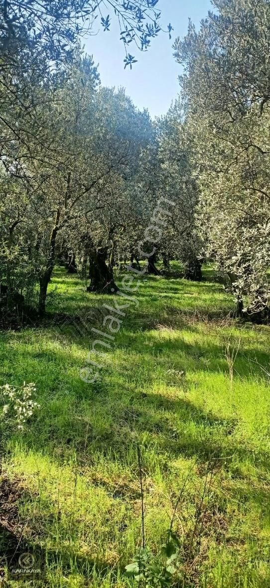 Orhangazi Sölöz Satılık Zeytinlik Sölöz ovasinda köye yürüme mesafesinde hobi bahçesi