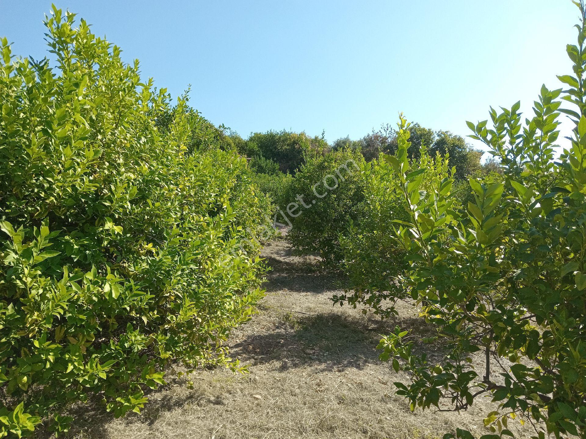 Mersin Erdemli Pınarbaşı Mahallesinde Acil Satılık Limon Bahçesi-tarla - Görsel 13