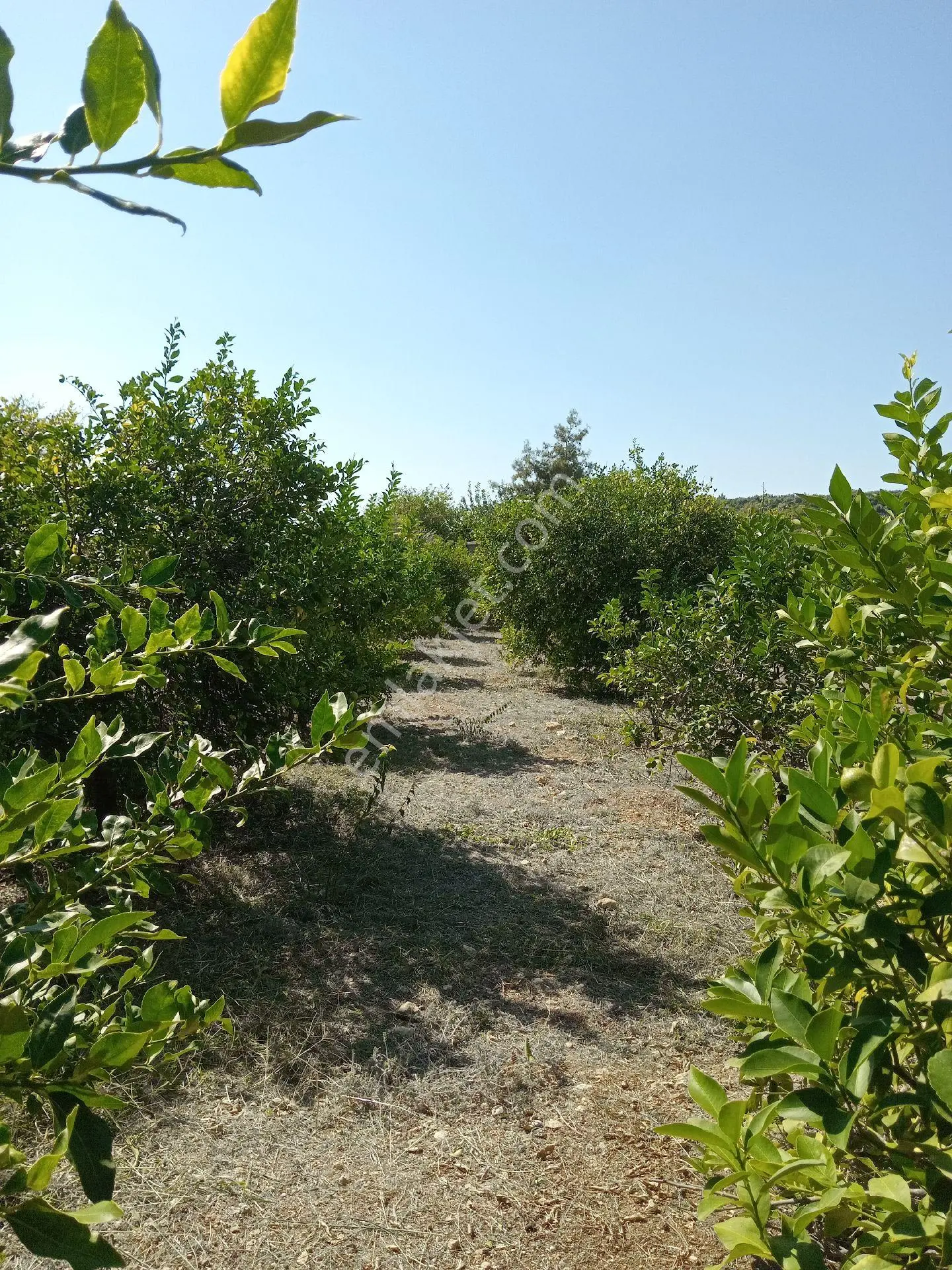 Mersin Erdemli Pınarbaşı Mahallesinde Acil Satılık Limon Bahçesi-tarla - Görsel 4