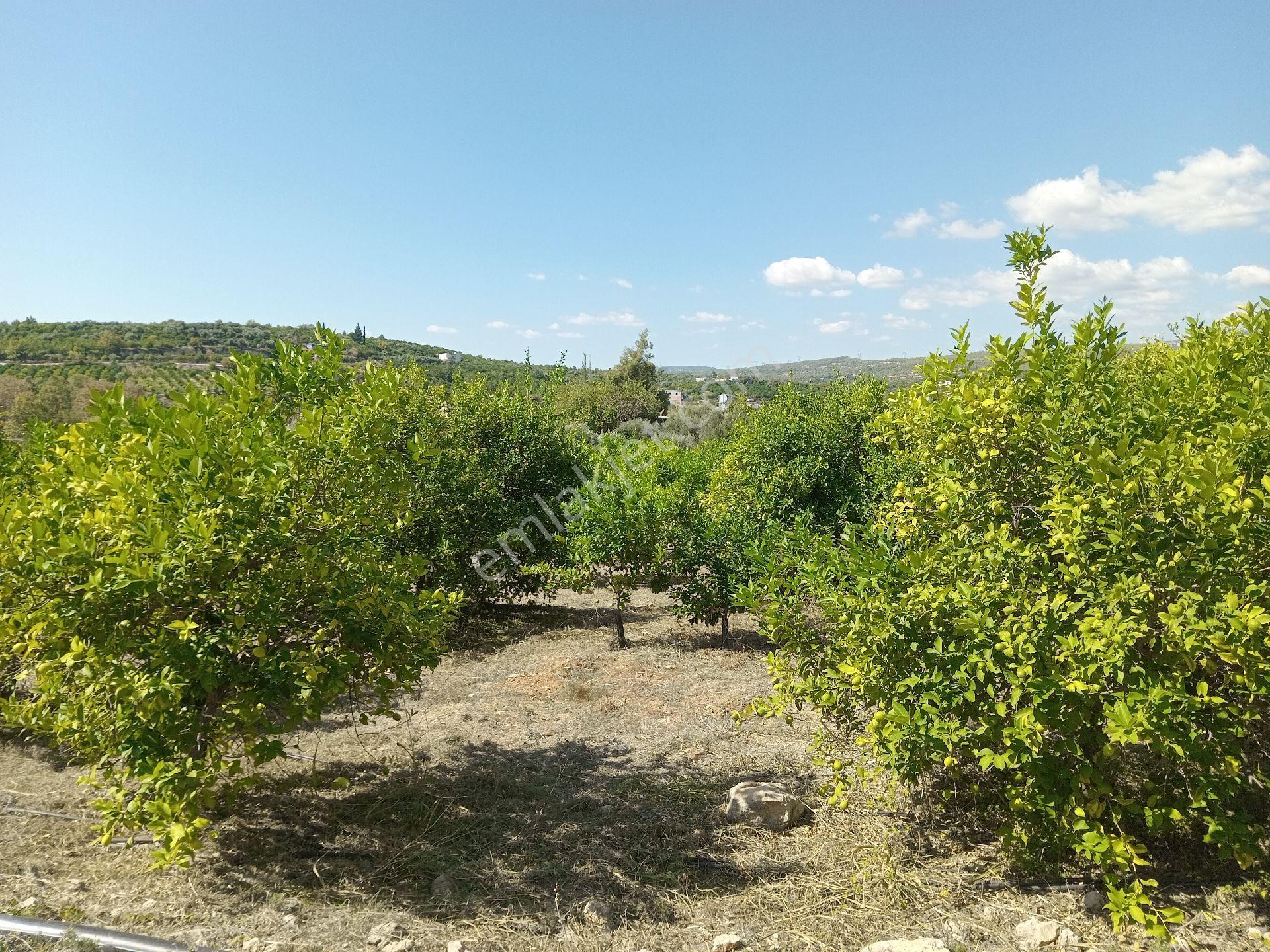 Mersin Erdemli Pınarbaşı Mahallesinde Acil Satılık Limon Bahçesi-tarla - Görsel 10