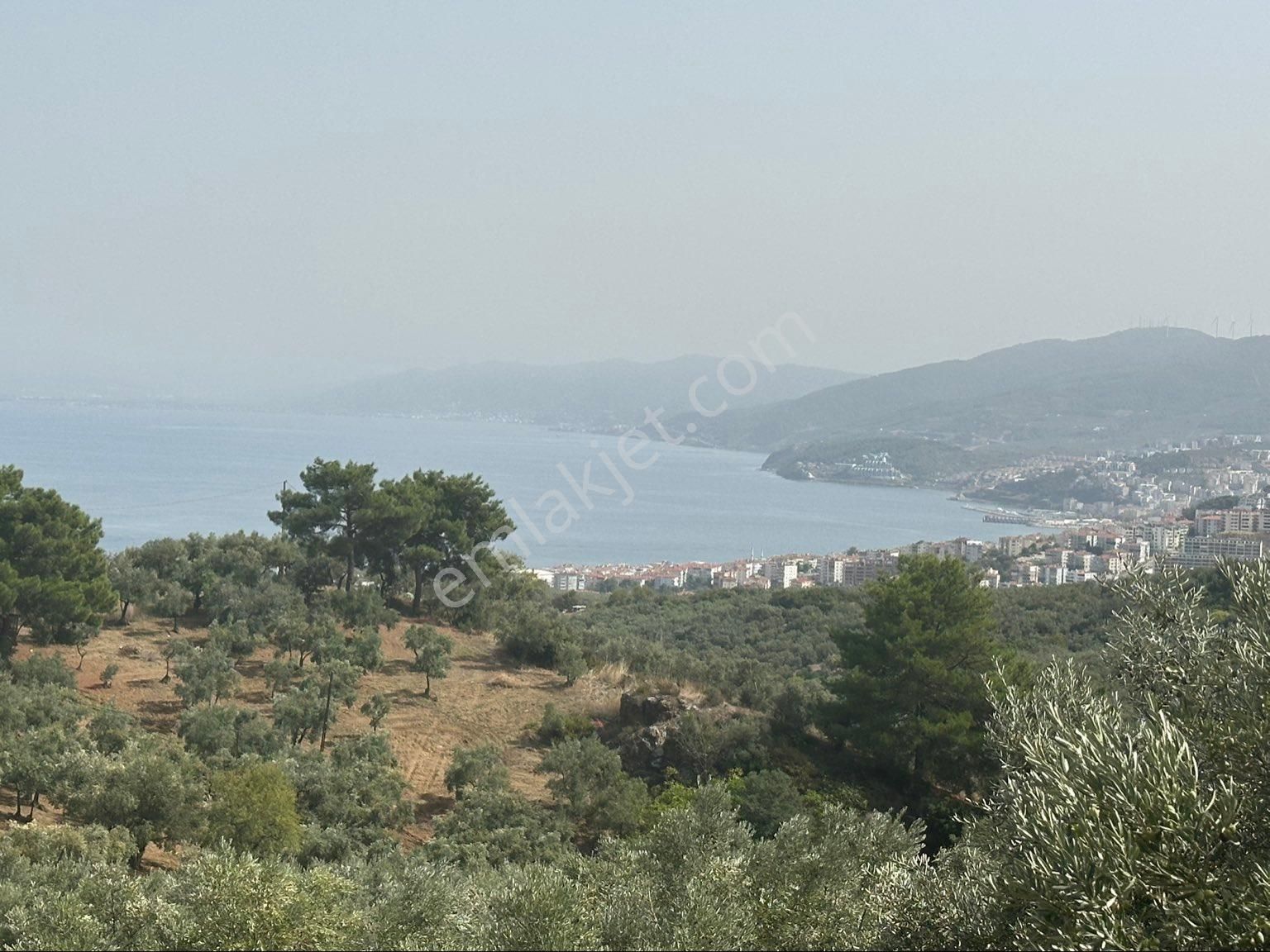Tırpan Gayrimenkulden Mudanya Ömerbey Mah.4935 M2 Full Deniz Yola Cephe Satılık Zeytinlik - Görsel 3