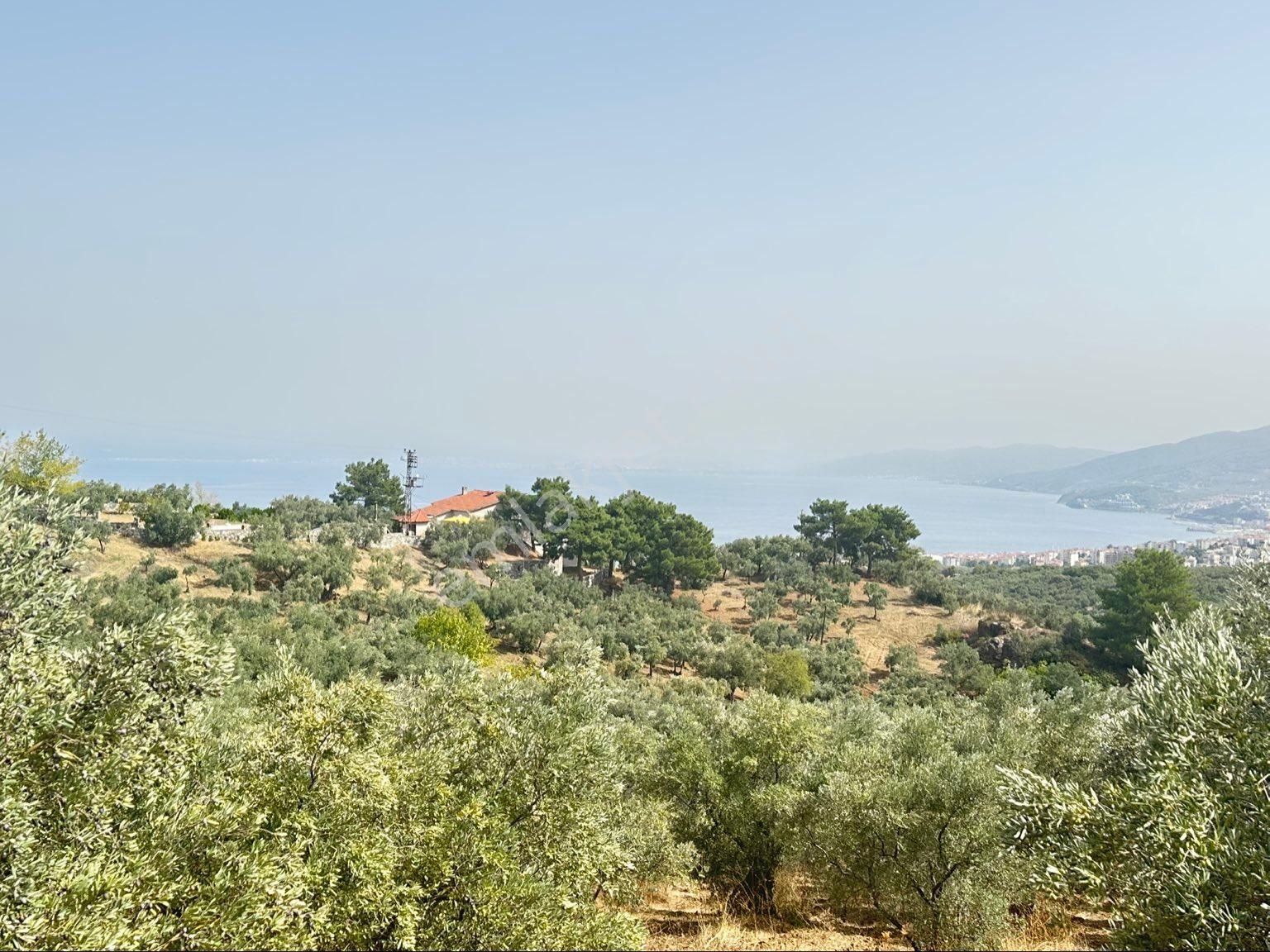 Tırpan Gayrimenkulden Mudanya Ömerbey Mah.4935 M2 Full Deniz Yola Cephe Satılık Zeytinlik - Görsel 6