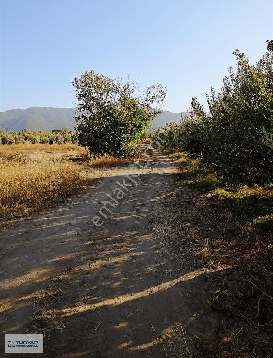 Kemalpaşa Armutlu'da Satılık 6443 M2 Bahçe
