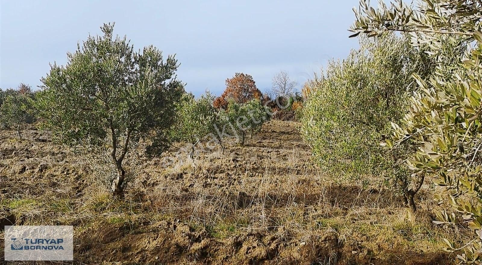 Kırkağaç Çobanlar Satılık Tarla Manisa Kırkağaç Çobanlarda Satılık Zeytinlik