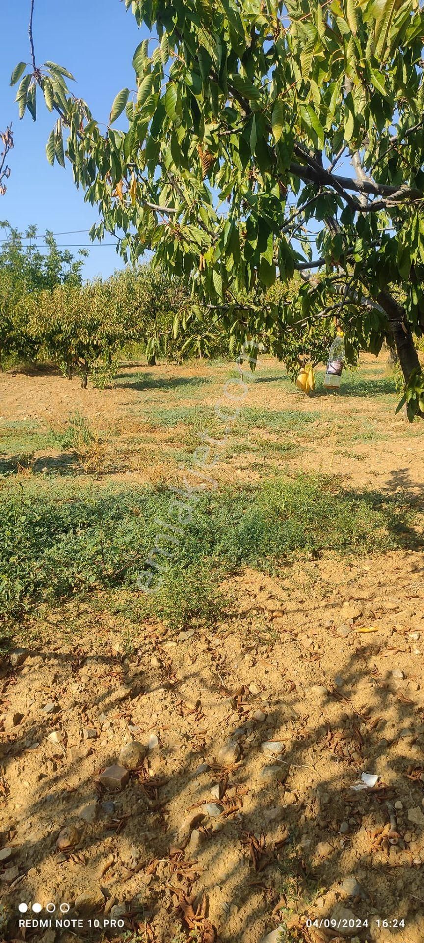 Turgutlu Güney Satılık Tarla Hobi Bahçesi