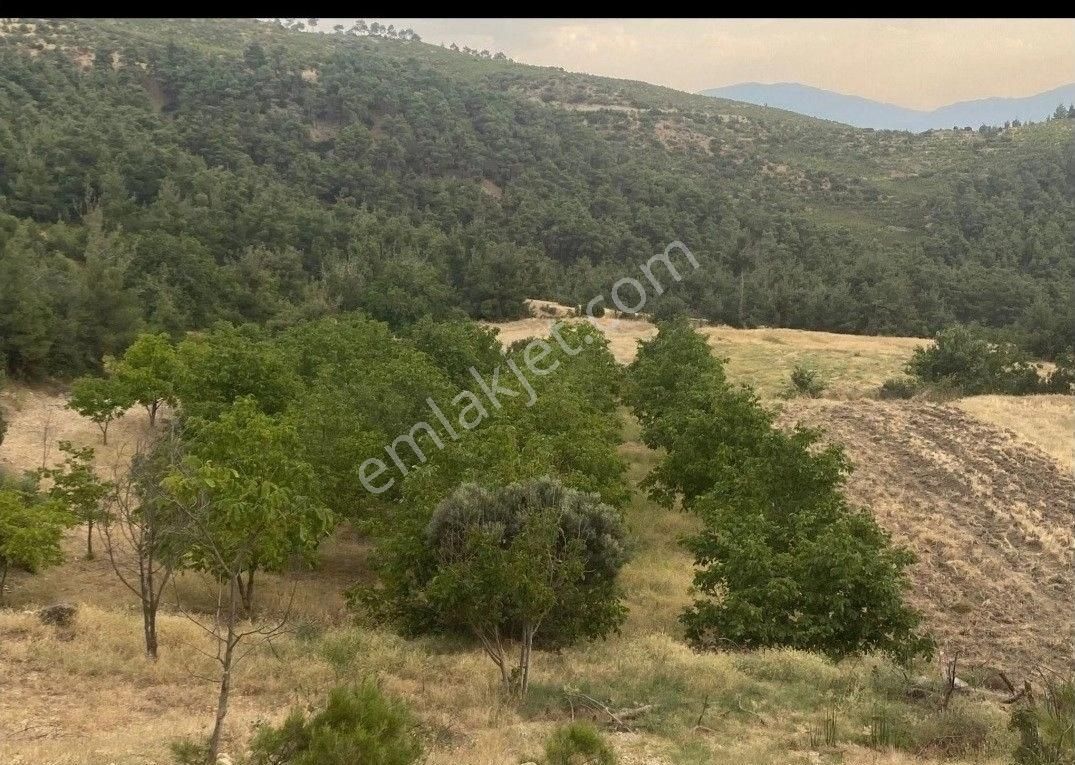 Pamukkale Kurtluca Satılık Tarla DENİZLİ PAMUKKALE İLÇESİ KURTLUCA MAHALLESİNDE SATILIK CEVİZ BAHÇESİ