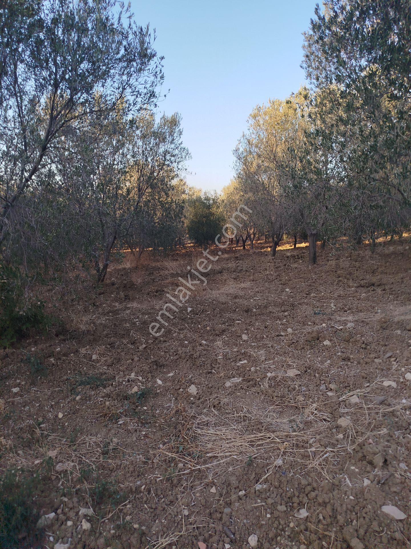 Soma Dualar Köyü Satılık Zeytinlik - Görsel 17