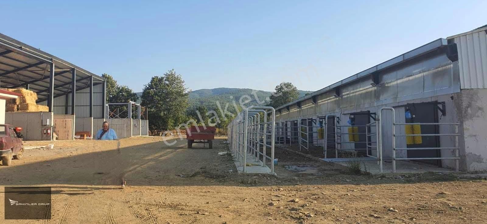 Pazaryeri Yeni Satılık Tarla BİLECİK 25 DÖNÜM ARAZİ + 1000 M² KURULU BÜYÜKBAŞ HAYVAN ÇİFTLİĞİ