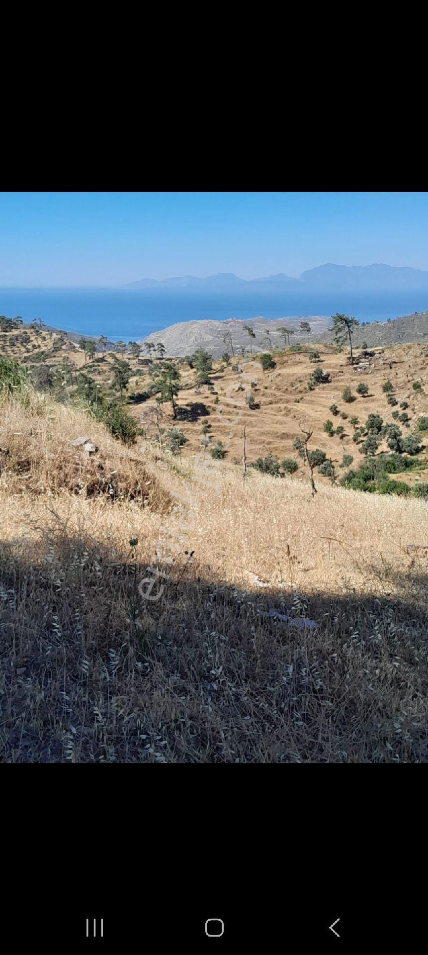 Milas Akçakaya Satılık Bağ & Bahçe ULAŞ YAPI EMLAK SATILIK TARLA 6225m2