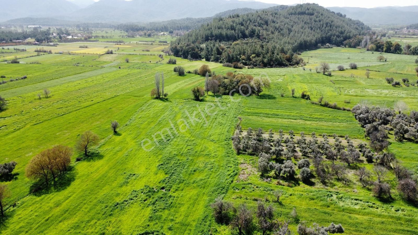 Ula Karabörtlen Satılık Tarla  Muğla Ula Karaböğürtlende 1.322m2 Yatırımlık Satılık Tarla