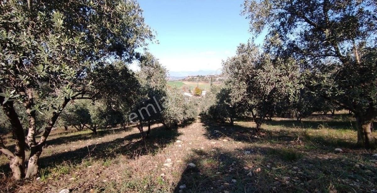 Kadirli Şabaplı Köyü Satılık Bağ & Bahçe satılık tek tapu yetişkin zeytin bahçesi