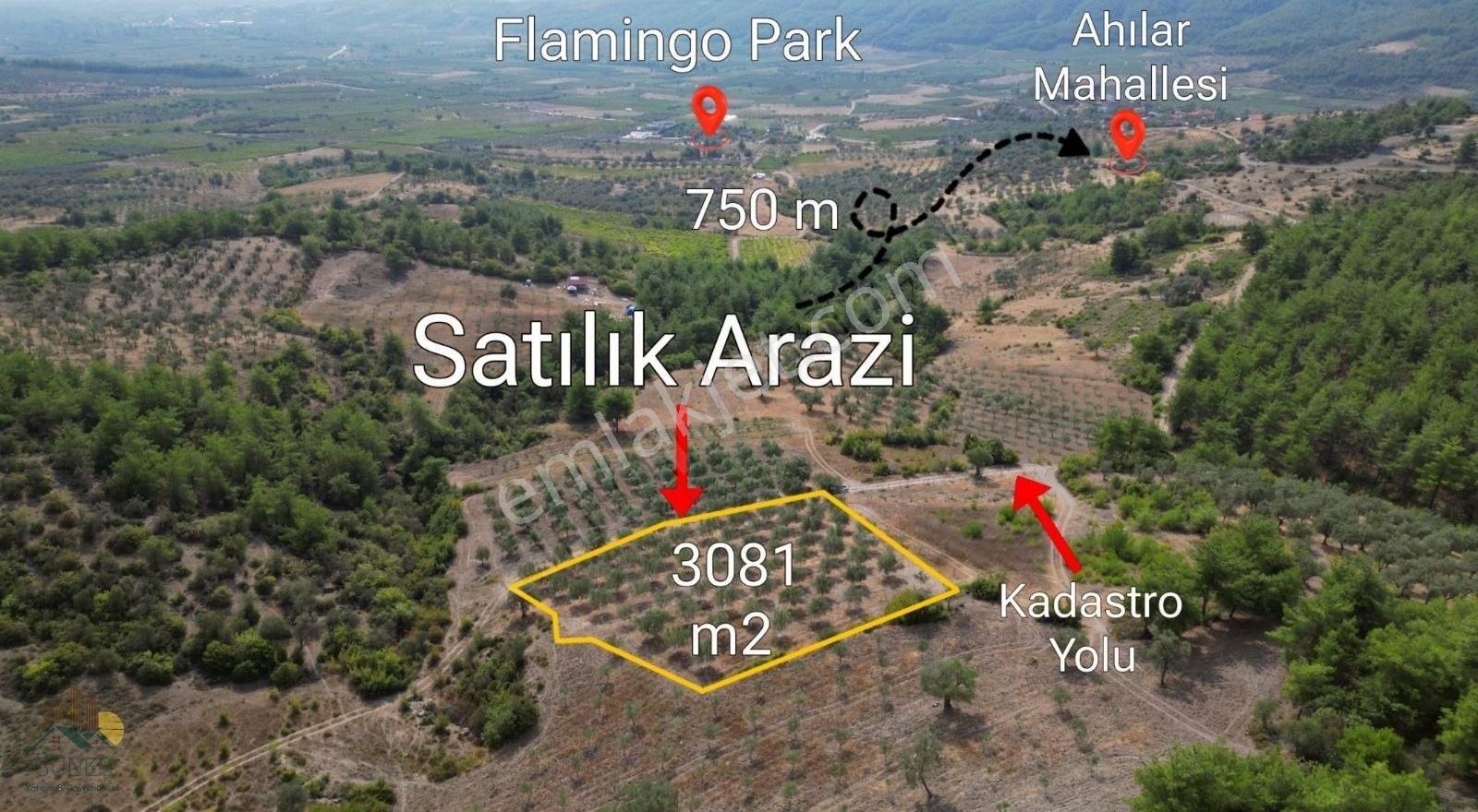 Pamukova Ahılar Satılık Bağ & Bahçe Sakarya Pamukova Ahiler Mahallesinde Satılık Zeytin Bahçesi