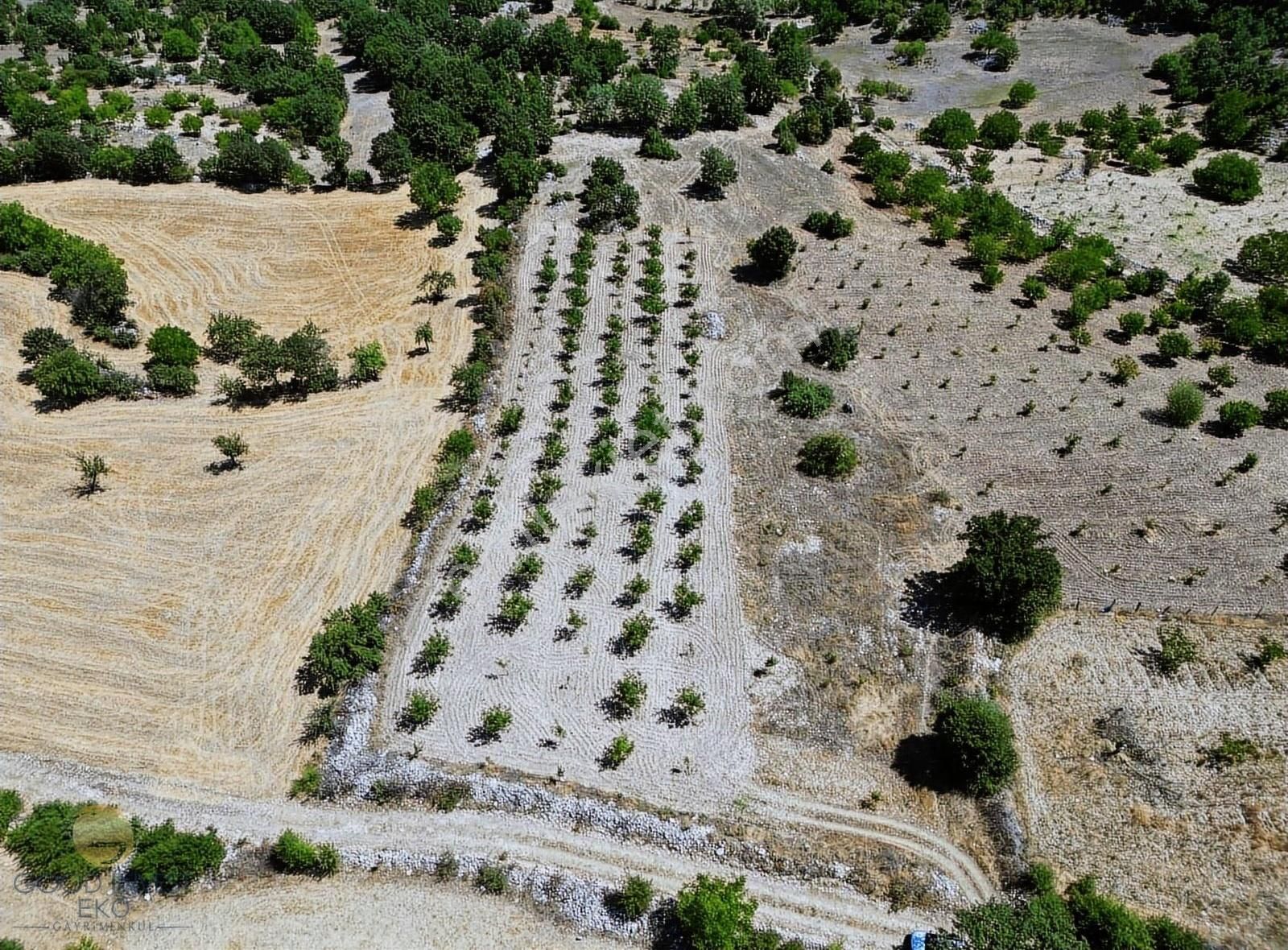 Harmancık Yeşilyurt Satılık Tarla Harmancık Yeşilyurtta Köye Yakın 7300 M2 Bakımlı Ceviz Bahçesi