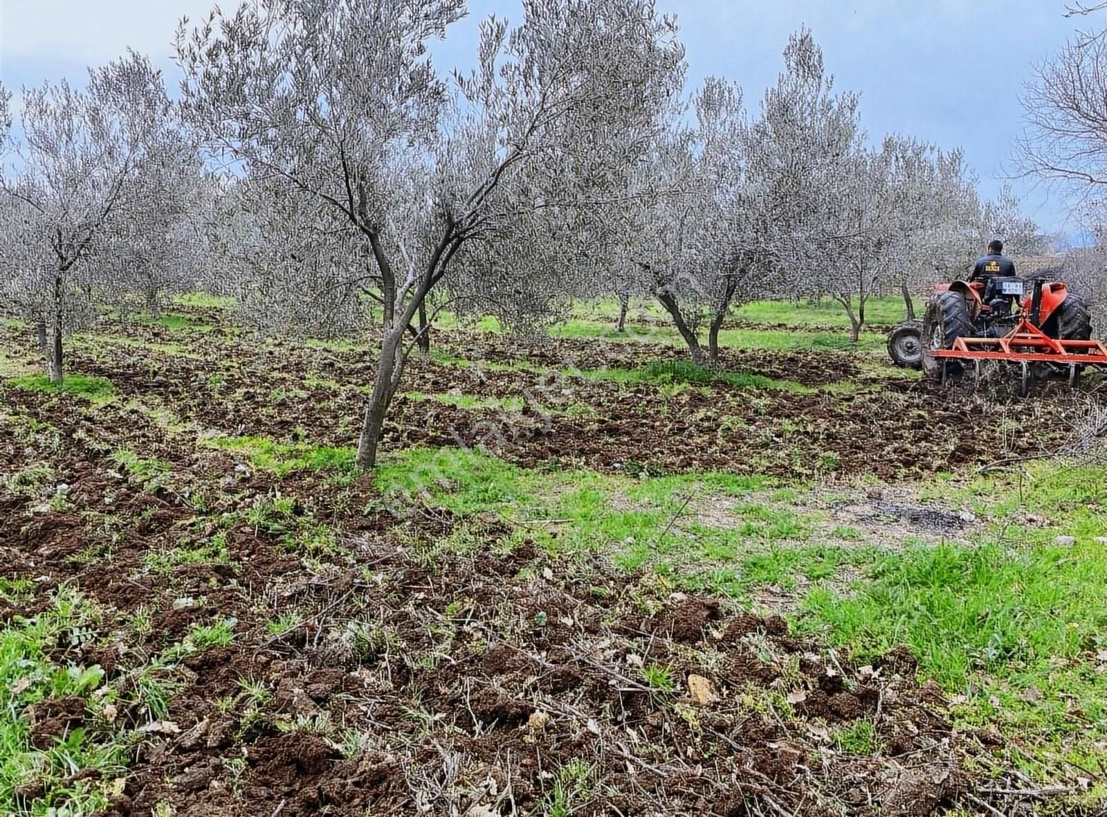 Bergama Göçbeyli Satılık Tarla BERGAMA GÖÇBEYLİ'DE 2450 M2 YOLA CEPHELİ ZEYTİNLİK