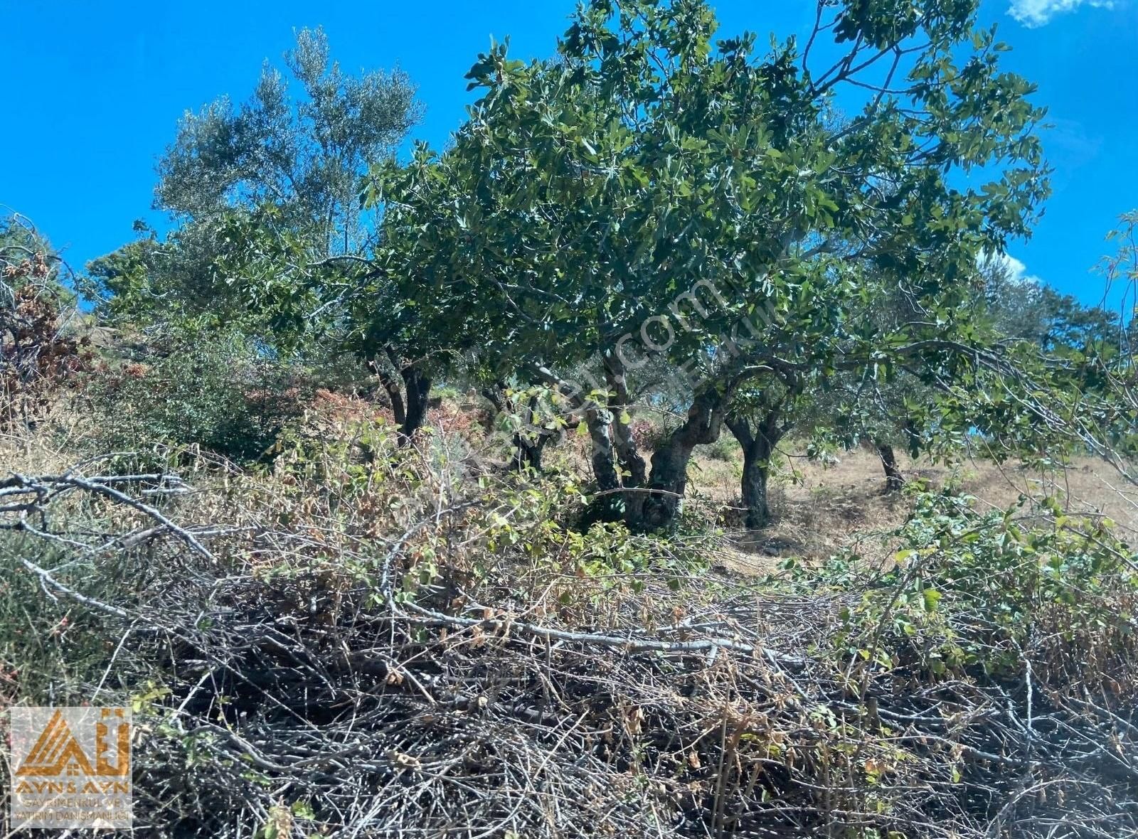 Bergama Sarıcaoğlu Satılık Tarla İZMİR BERGAMA SARICAOĞLU 425 M2 MÜSTAKİL TAPU SATILIK BAHÇE.