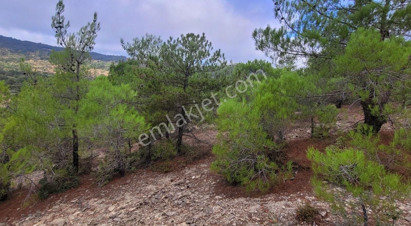 Ayvacık Demirci Köyü Satılık Tarla Çanakkale Ayvacık Demircide Kısmi Deniz Gören Arazi