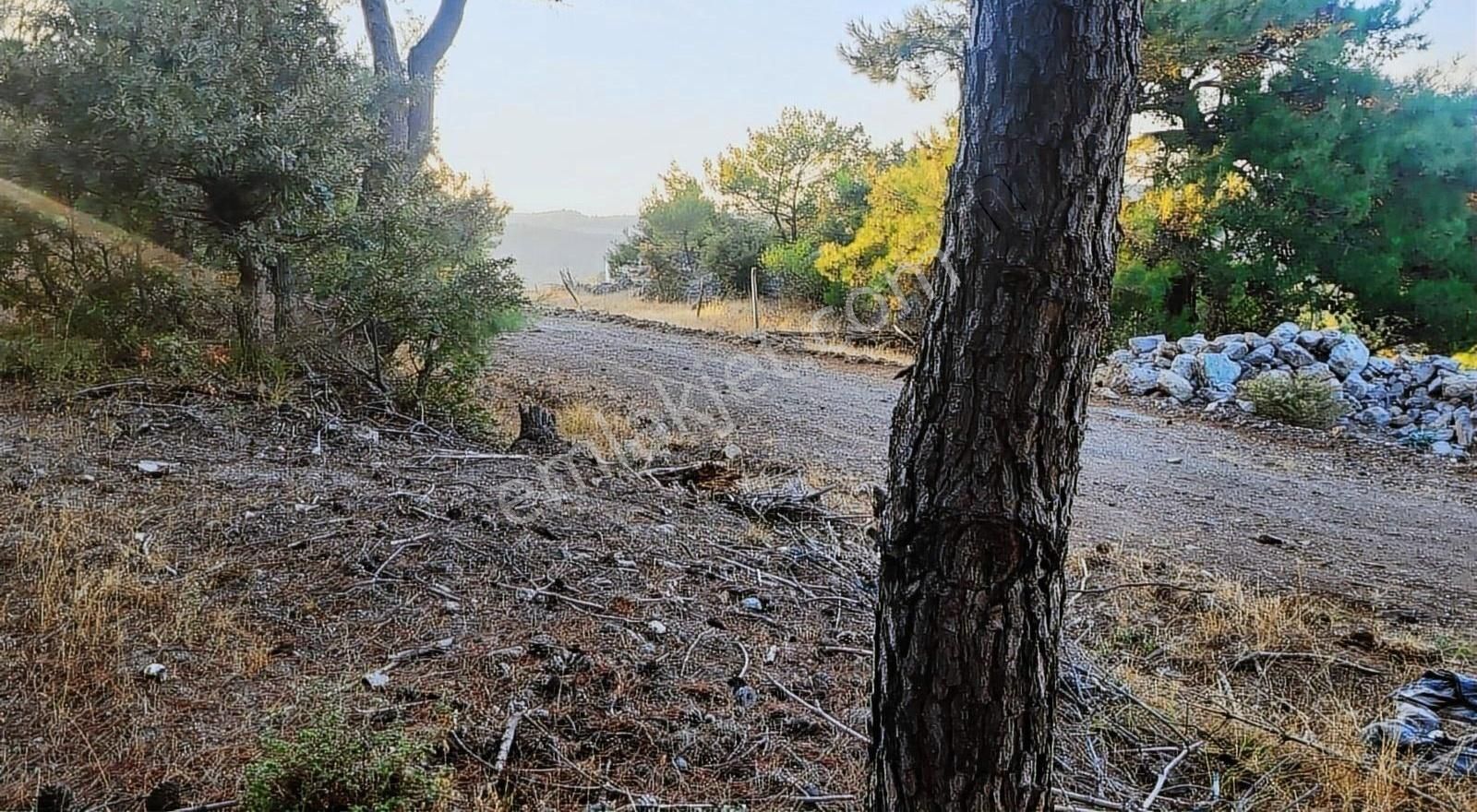 Ayvacık Ahmetçe Köyü Satılık Tarla AYVACIK AHMETÇE KÖYÜNDE KADASTRAL YOLU OLAN KÖYE YAKIN TARLA