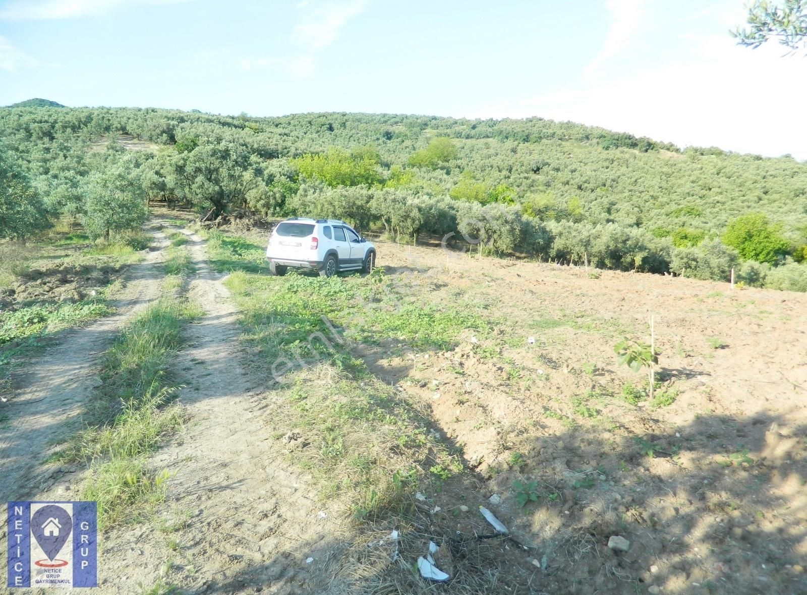 Mudanya Dereköy Satılık Zeytinlik  Bursa Mudanya Dereköy Mh.de Yola Cephe,Konum Manzarası Çok Güzel Arazi