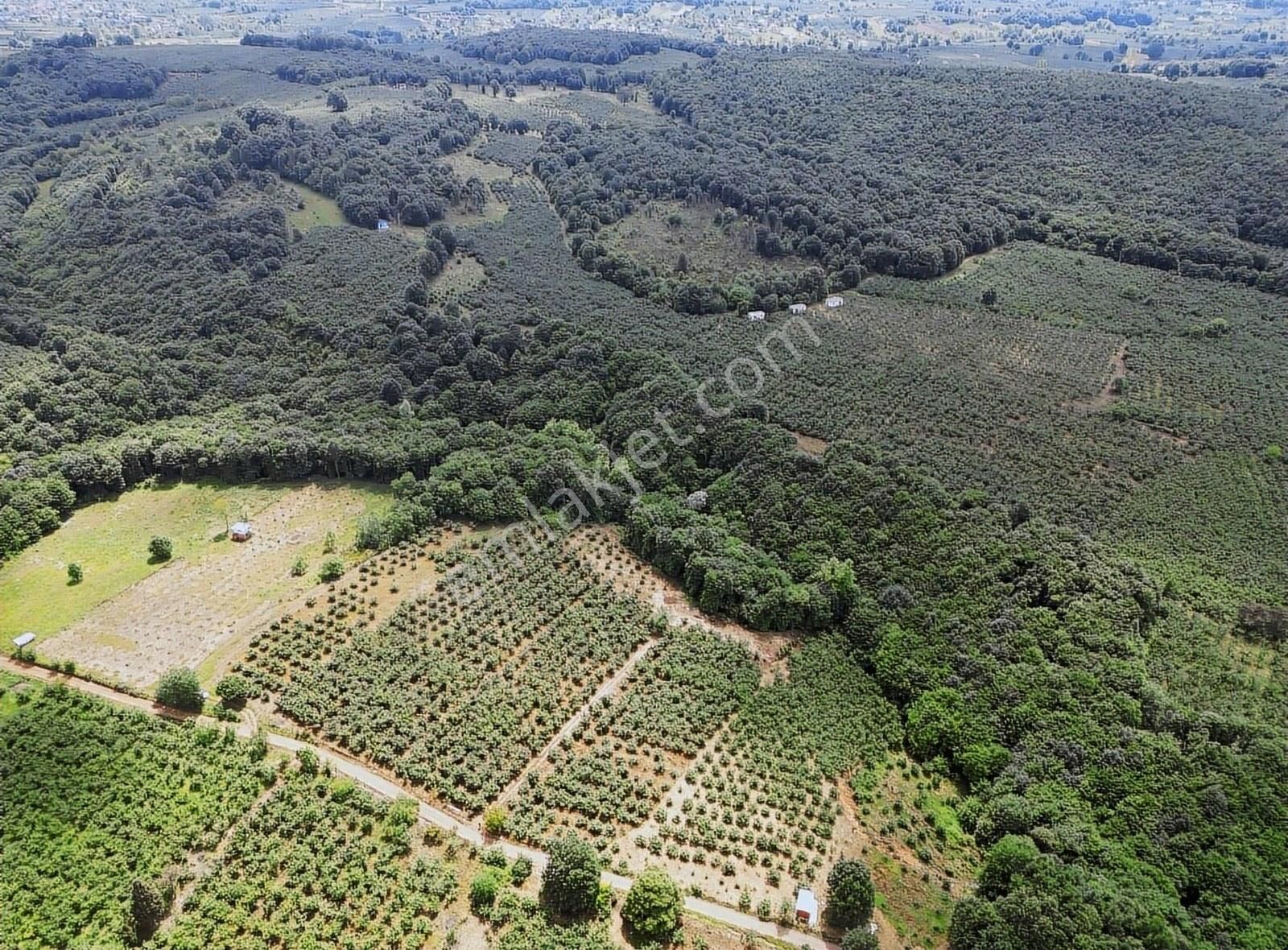 Hendek Şeyhler Satılık Bağ & Bahçe Çok Acil Satılık Hendek Şeyhlerde 9.260m2 Fındık Bahçesi