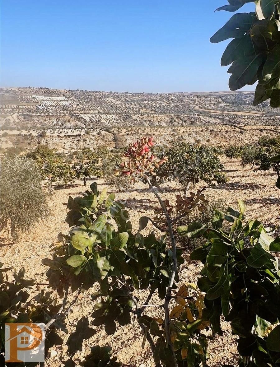 Şahinbey Doğanca Satılık Tarla Şahinbey Doğancada Satılık Yatırımlık Arazi